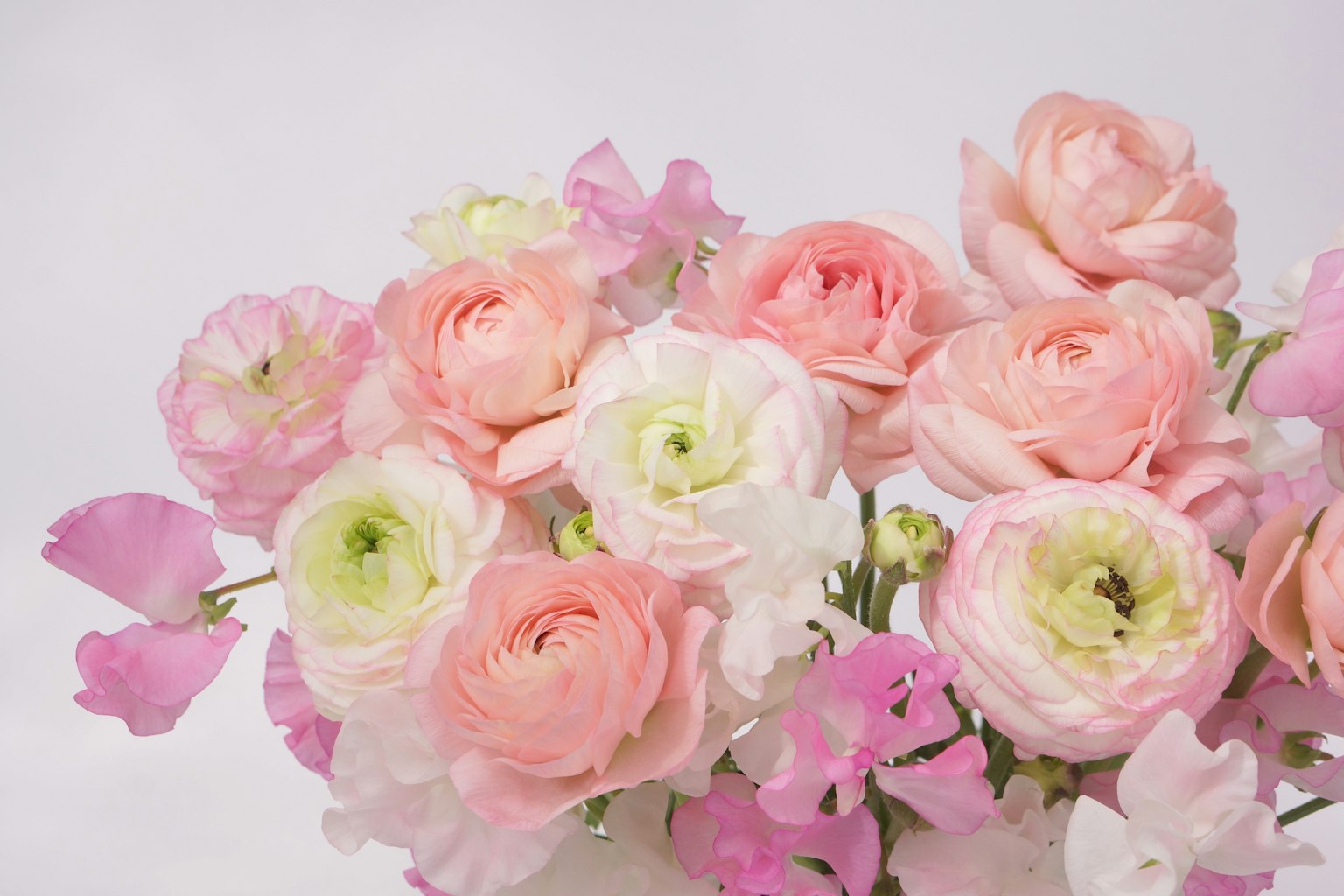 Un hermoso ramo con ranúnculos rosa pálido y blanco rodeados de guisantes de olor