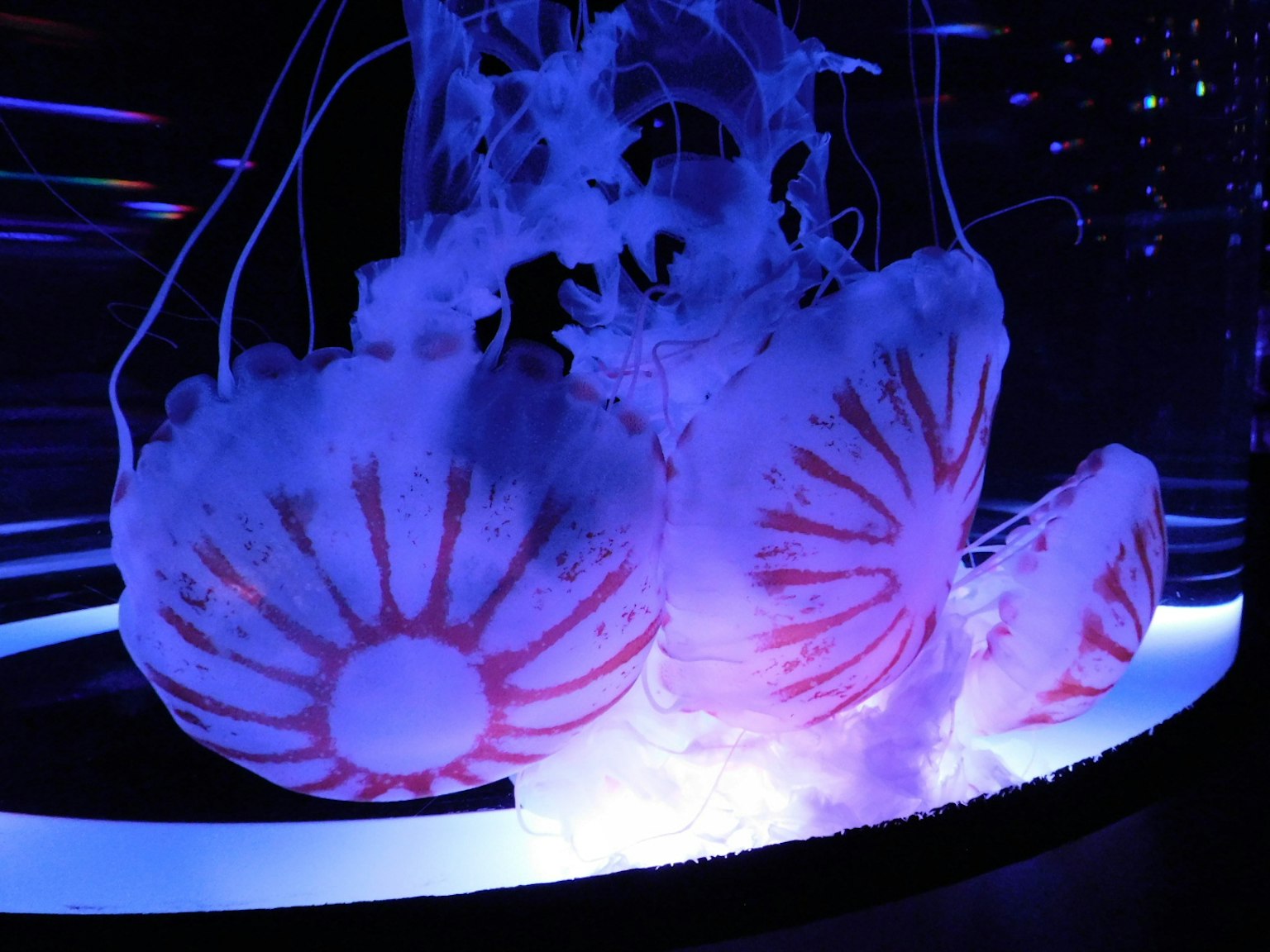 Group of jellyfish illuminated by blue light