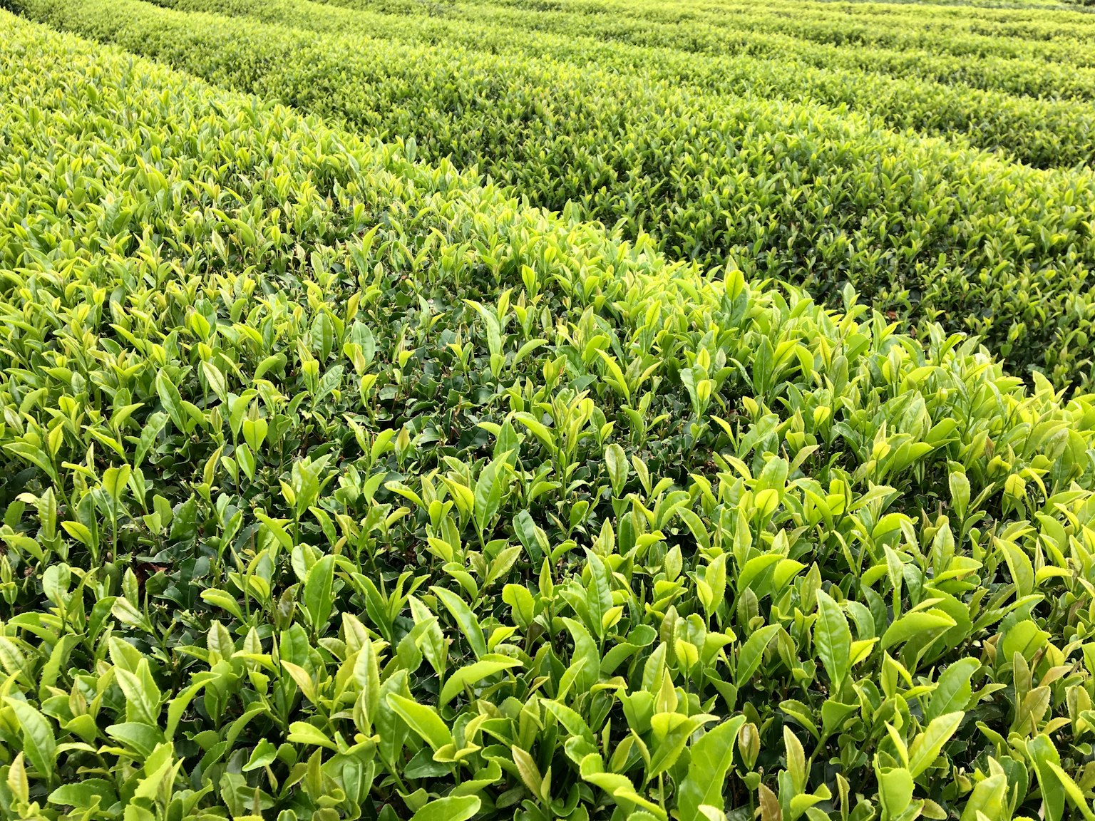 Lush green tea fields stretching across the landscape