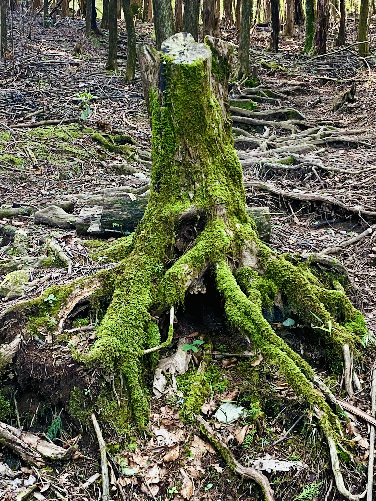 Tree stump covered in green moss with exposed roots