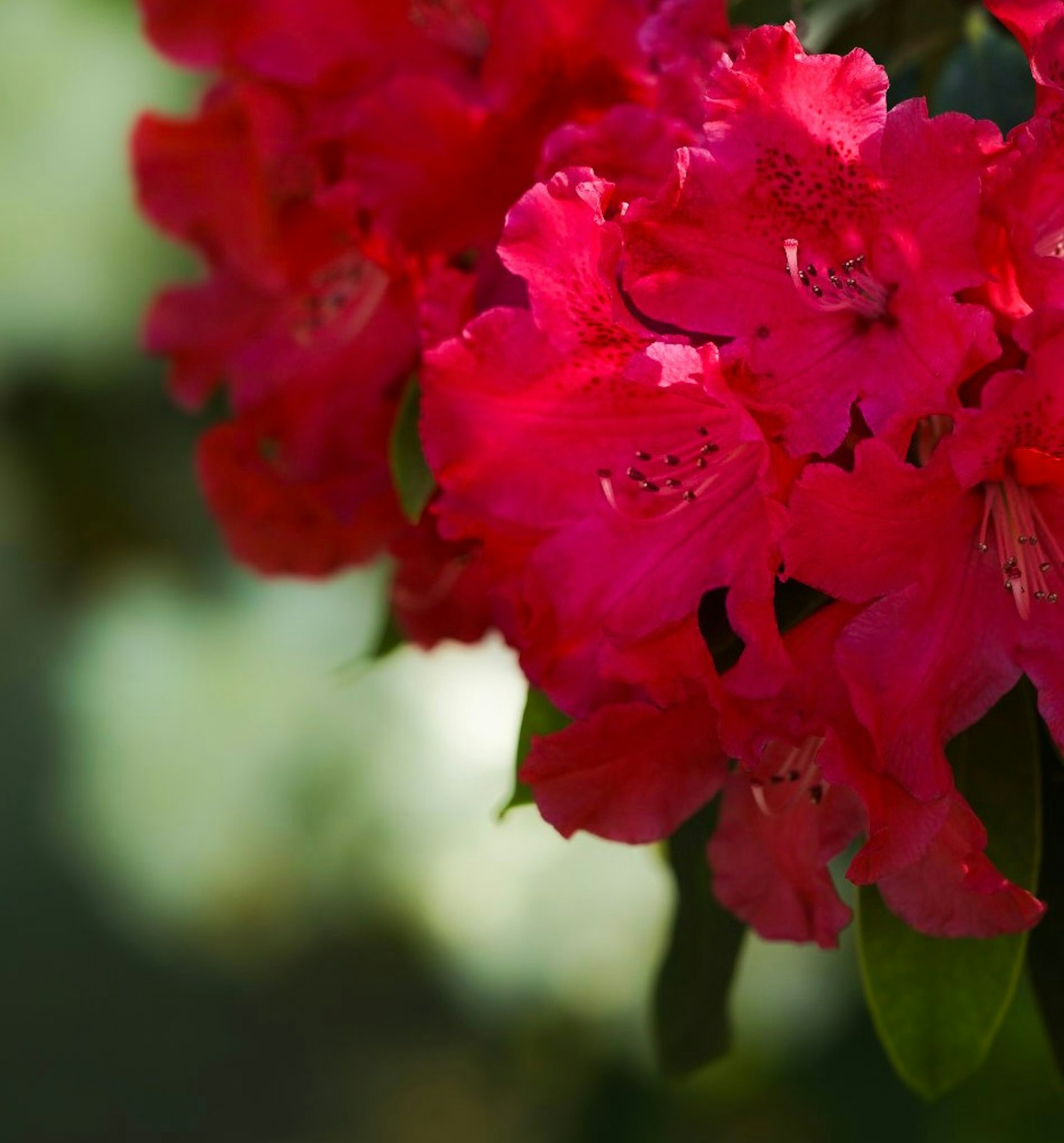Lebendige rosa Rhododendronblüten in voller Blüte