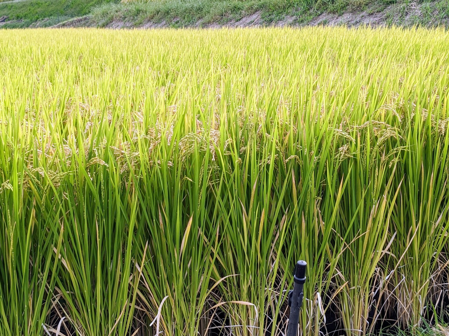 Campo de arroz verde exuberante con plantas de arroz altas