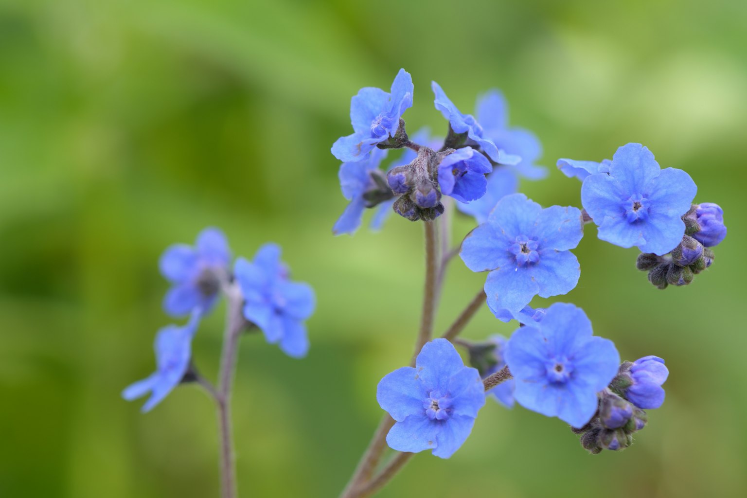 Cluster of small blue flowers in a green background
