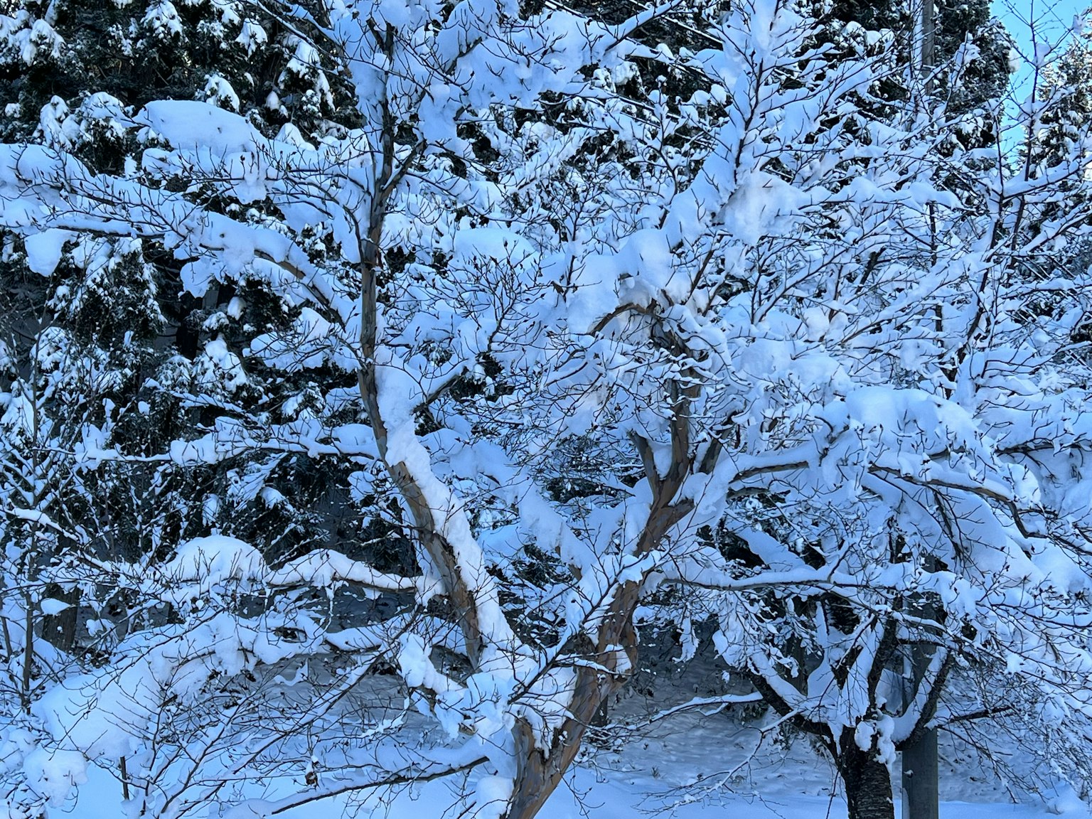被雪覆盖的树木在冬季风景中