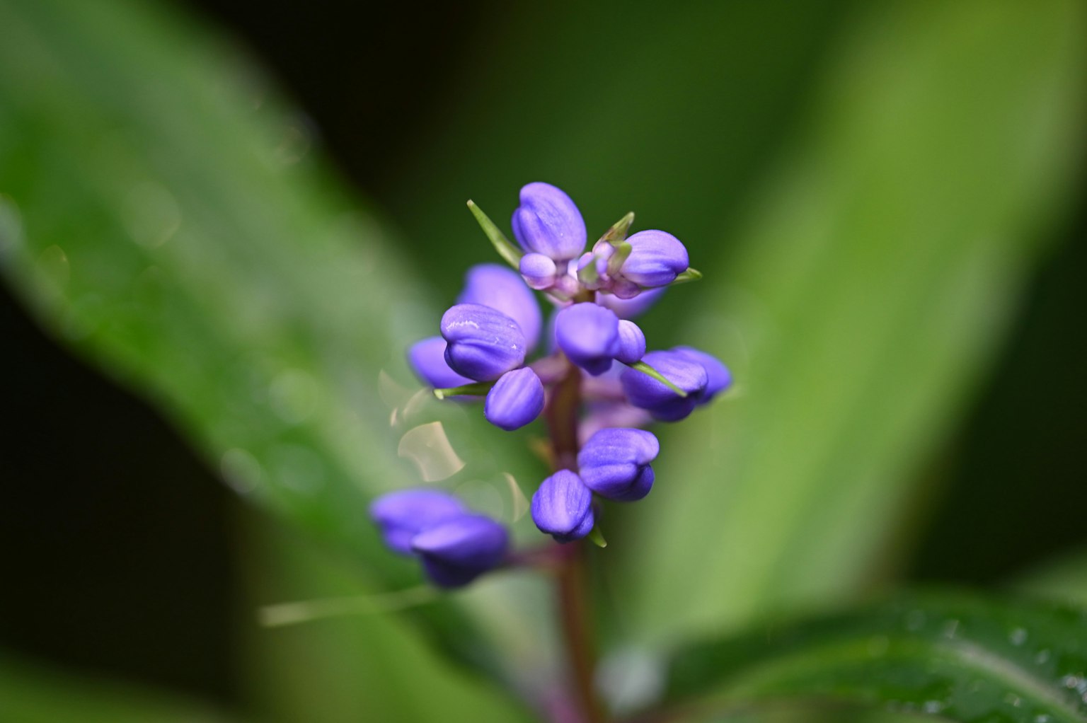 Groupe de petites fleurs violettes entourées de feuilles vertes