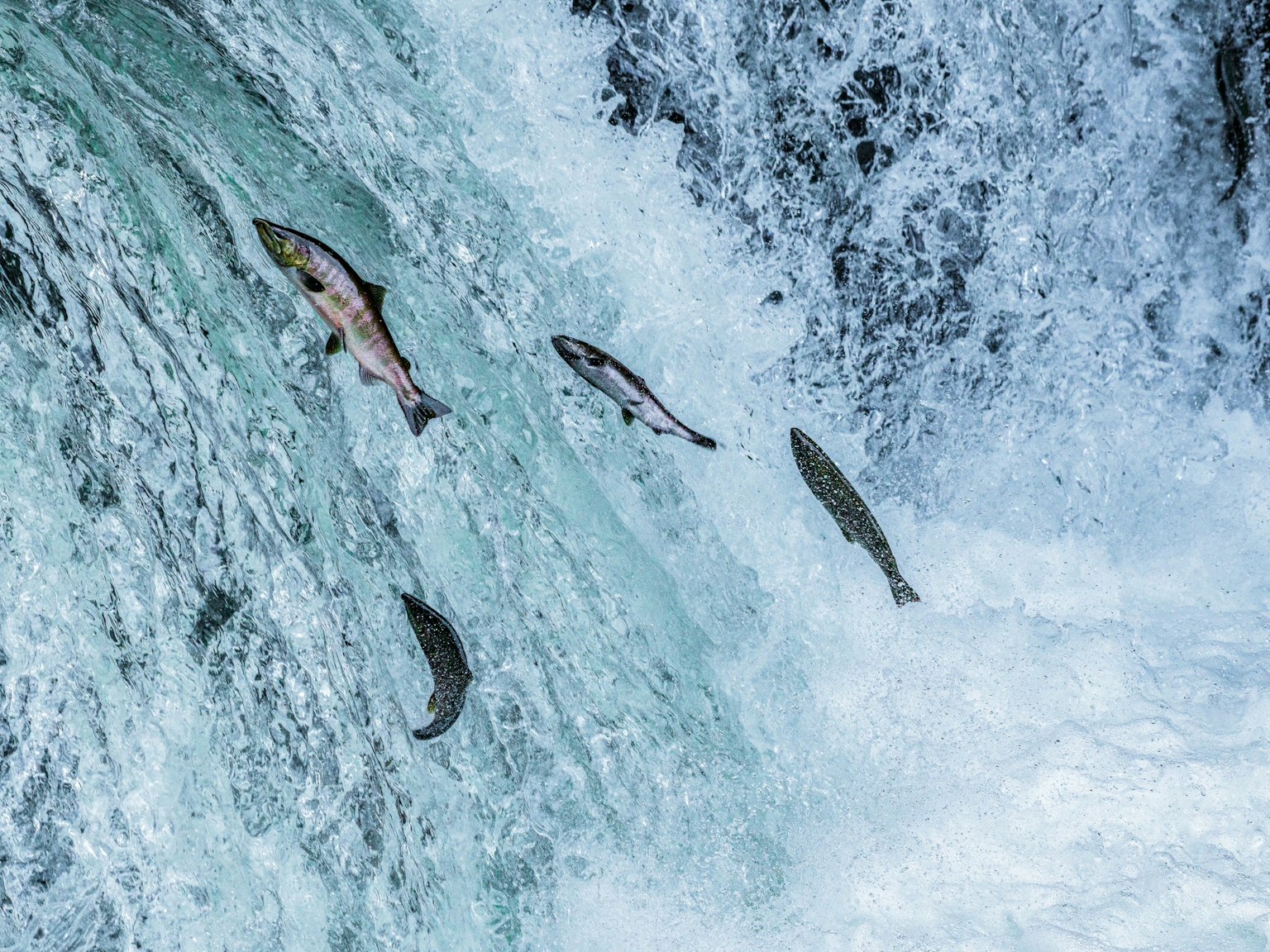 Ikan melompati air terjun