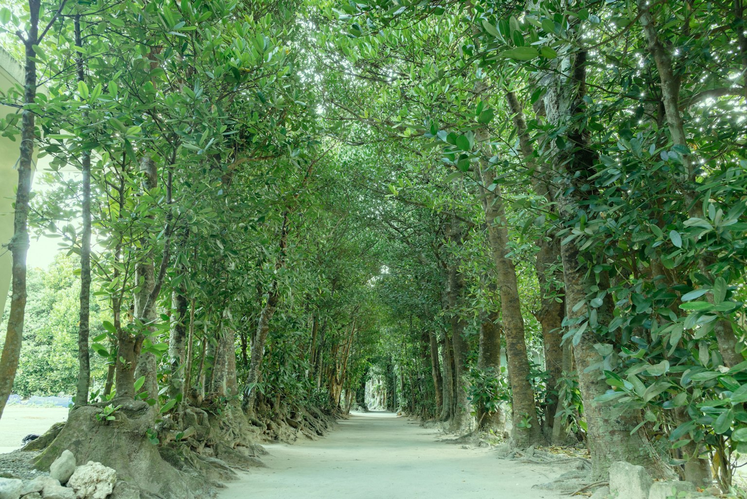 Ein ruhiger Weg, gesäumt von üppigen grünen Bäumen