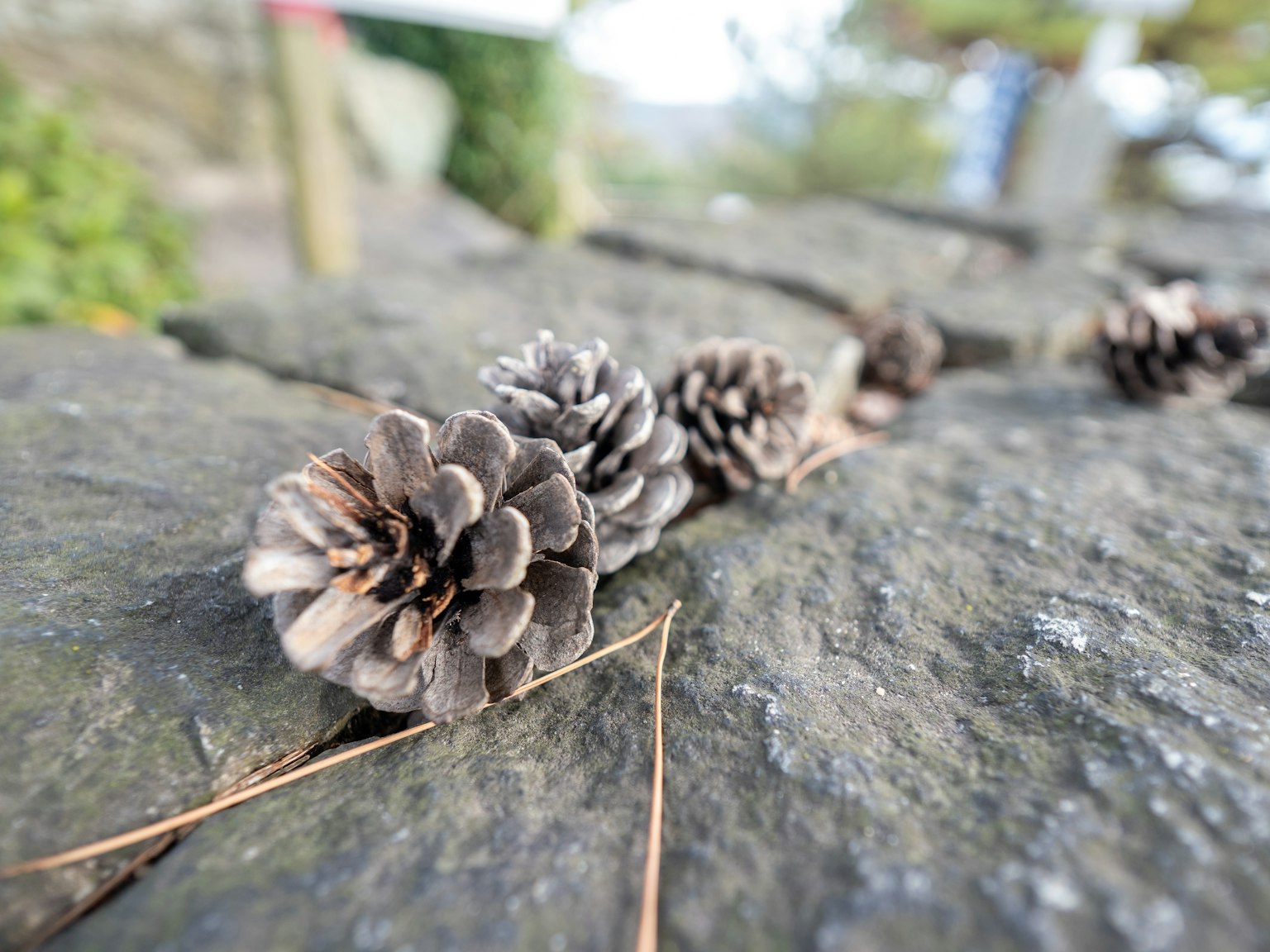 Close-up kerucut pinus yang disusun di atas batu
