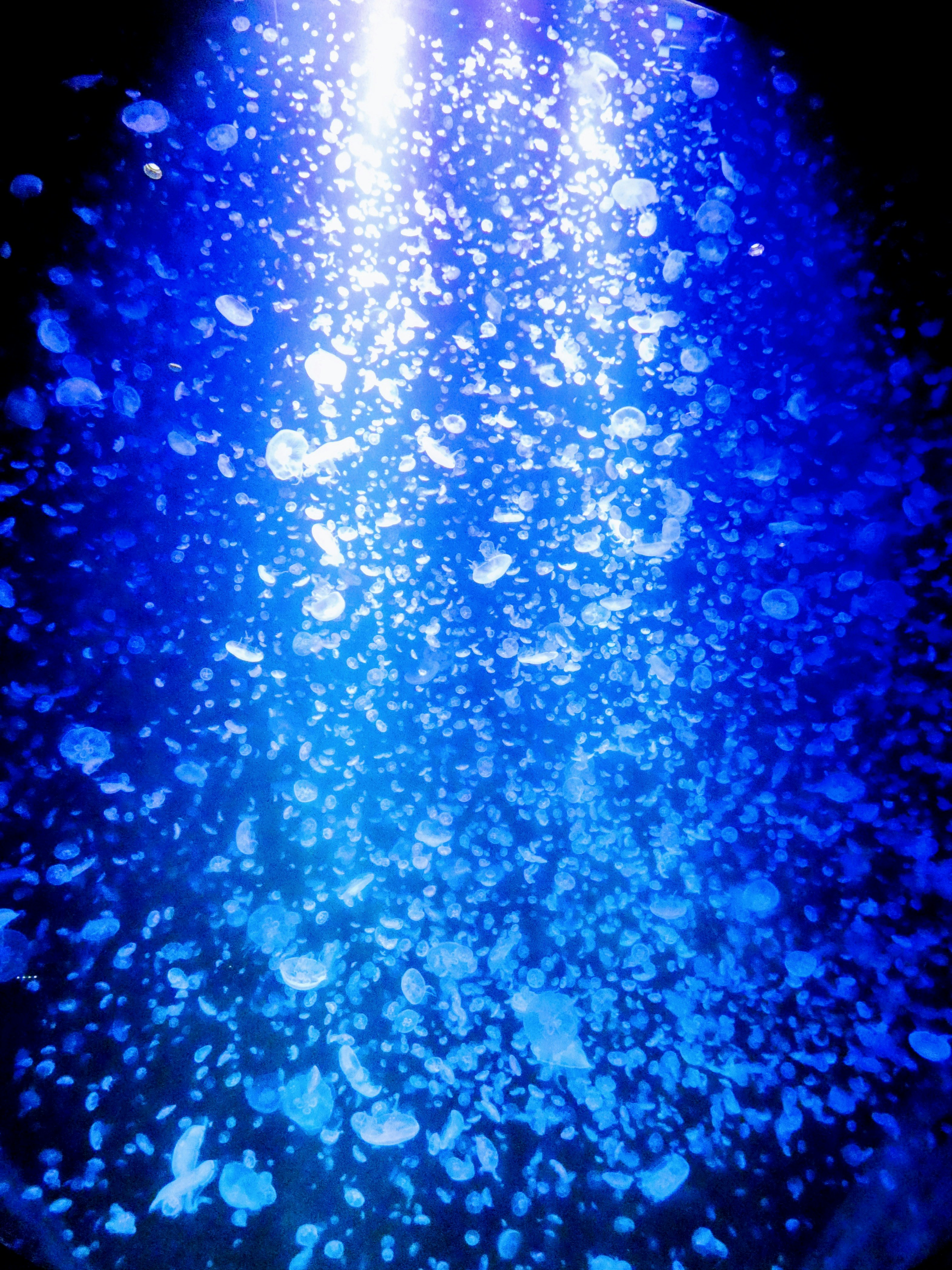 青いクラゲの群れが漂う水中の幻想的な光景