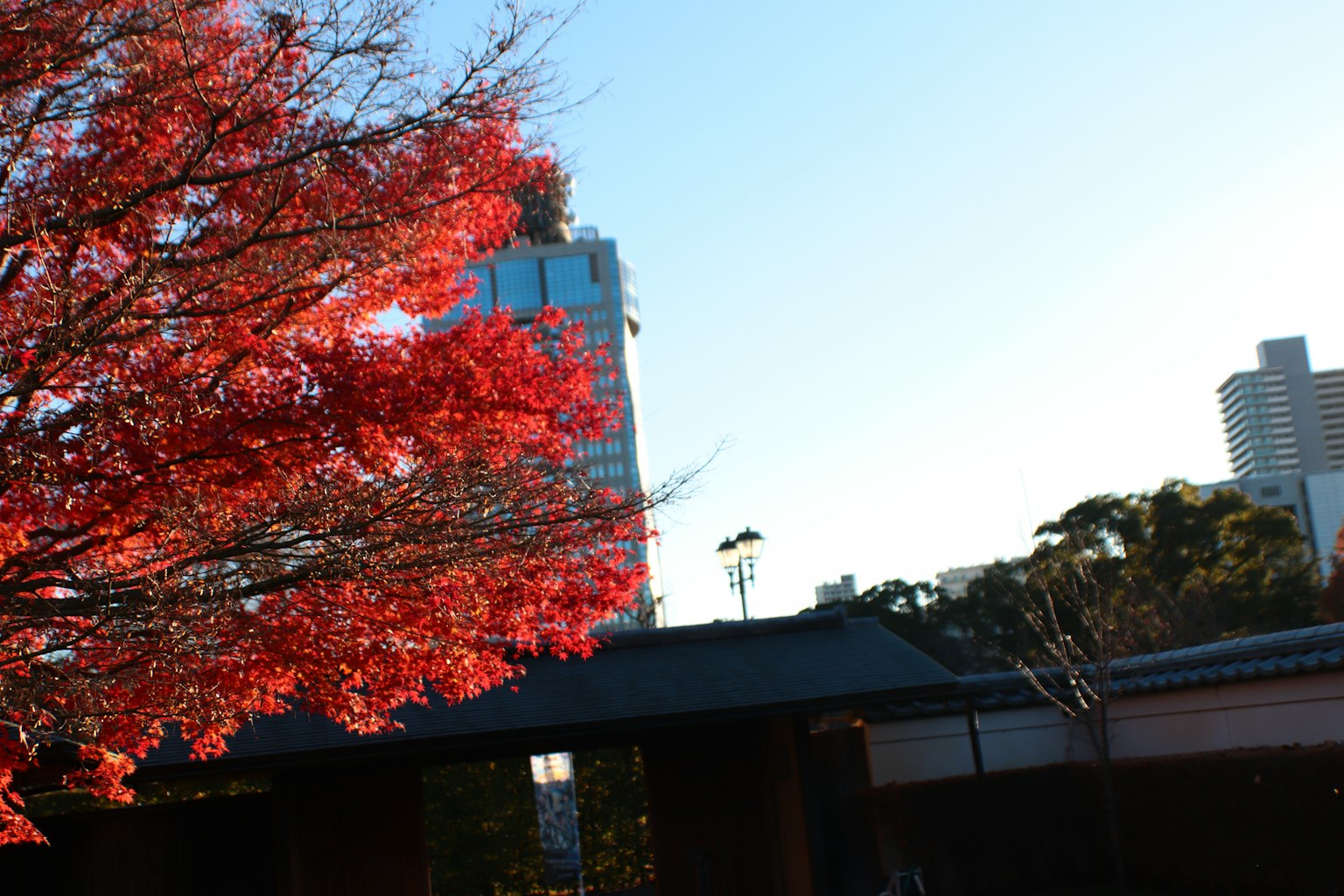 Vibrant red autumn leaves against a city backdrop