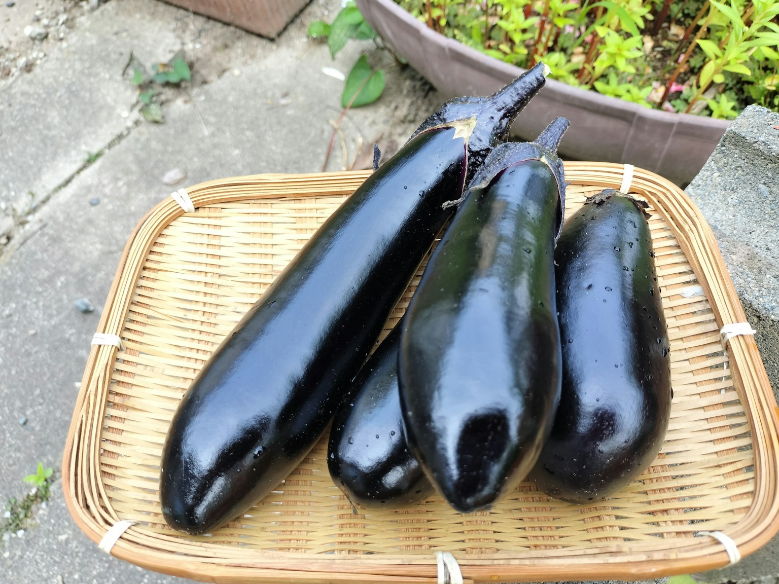 Black eggplants arranged in a bamboo basket