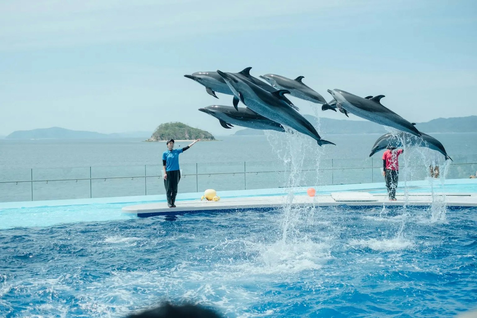 Delfines saltando en un espectáculo acuático con una persona sosteniendo un paraguas