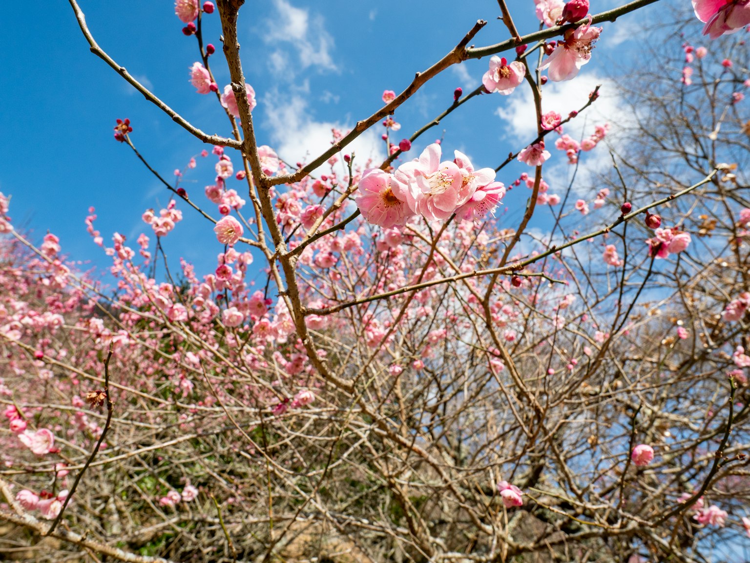 Nahaufnahme von Kirschblüten und Ästen unter blauem Himmel