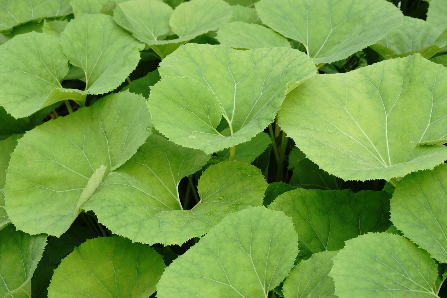 Disposizione densa di grandi foglie verdi