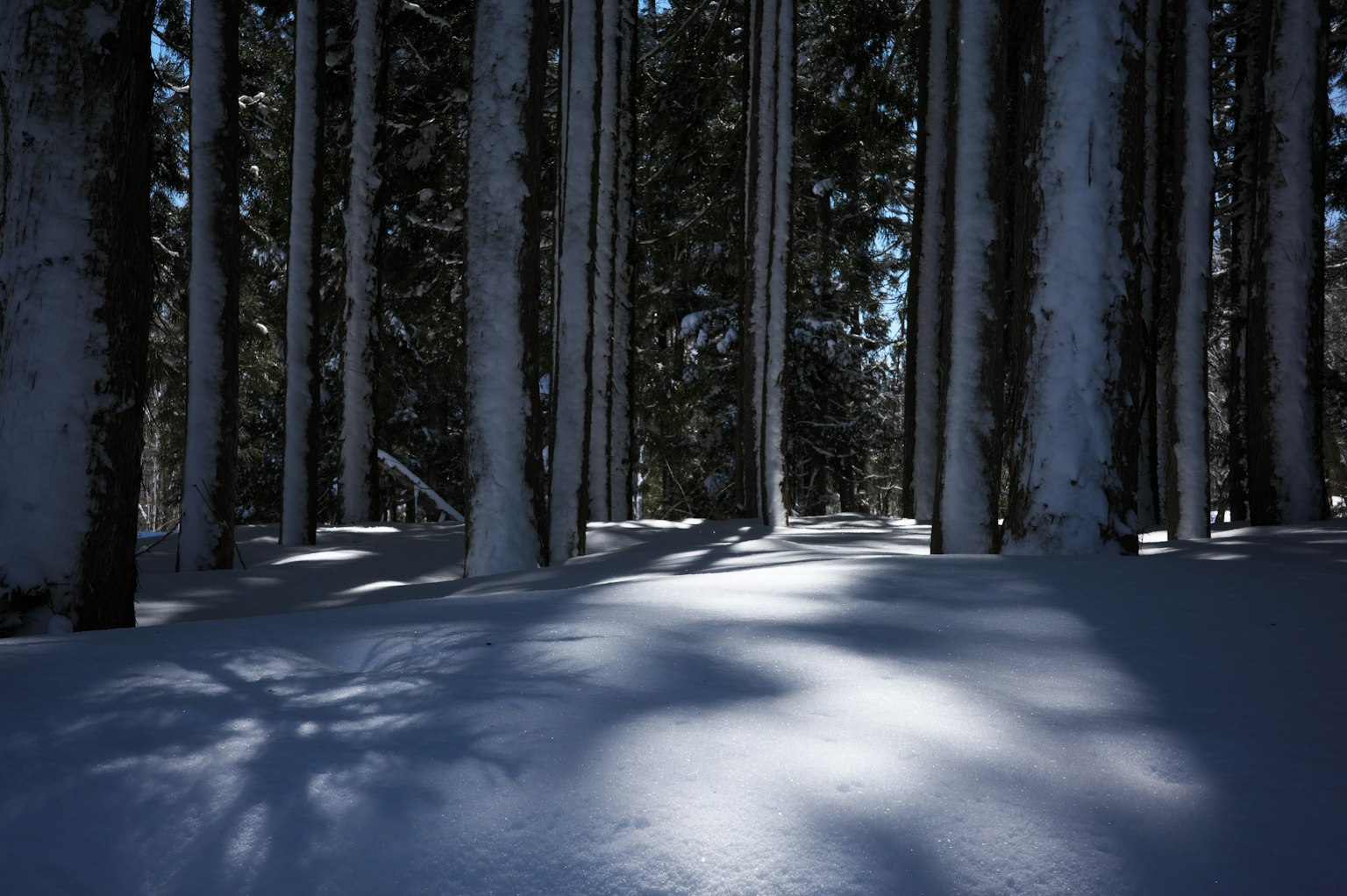 Snow-covered forest with tall trees and soft shadows