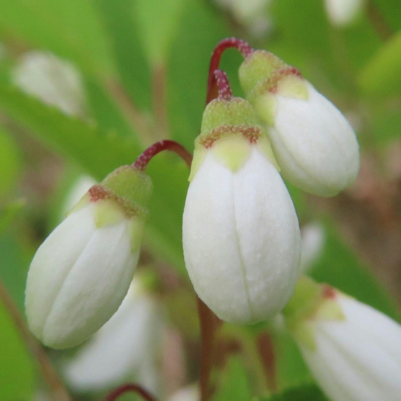 白色花蕾 nestled 在綠色葉子之間
