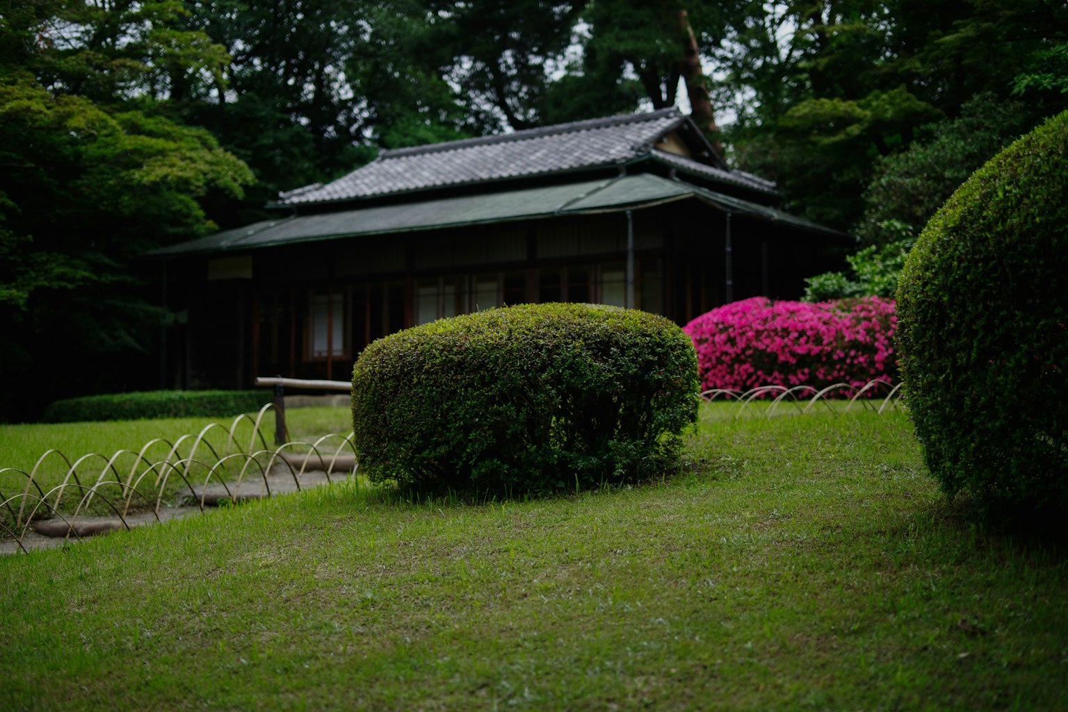 Maison japonaise traditionnelle entourée de verdure luxuriante et de fleurs d'azalée vibrantes