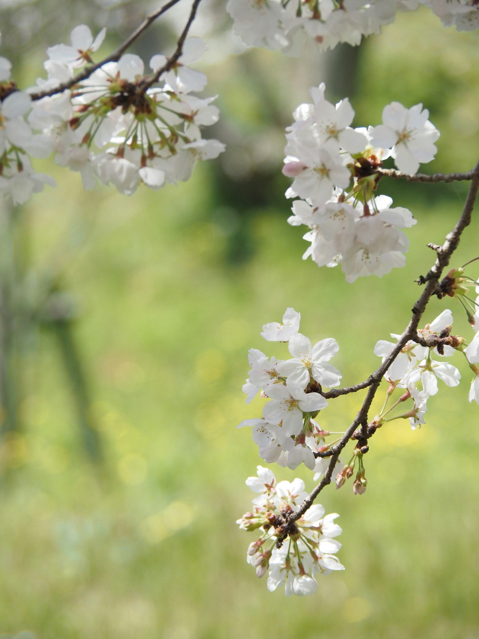Zweig mit weißen Kirschblüten vor grünem Hintergrund