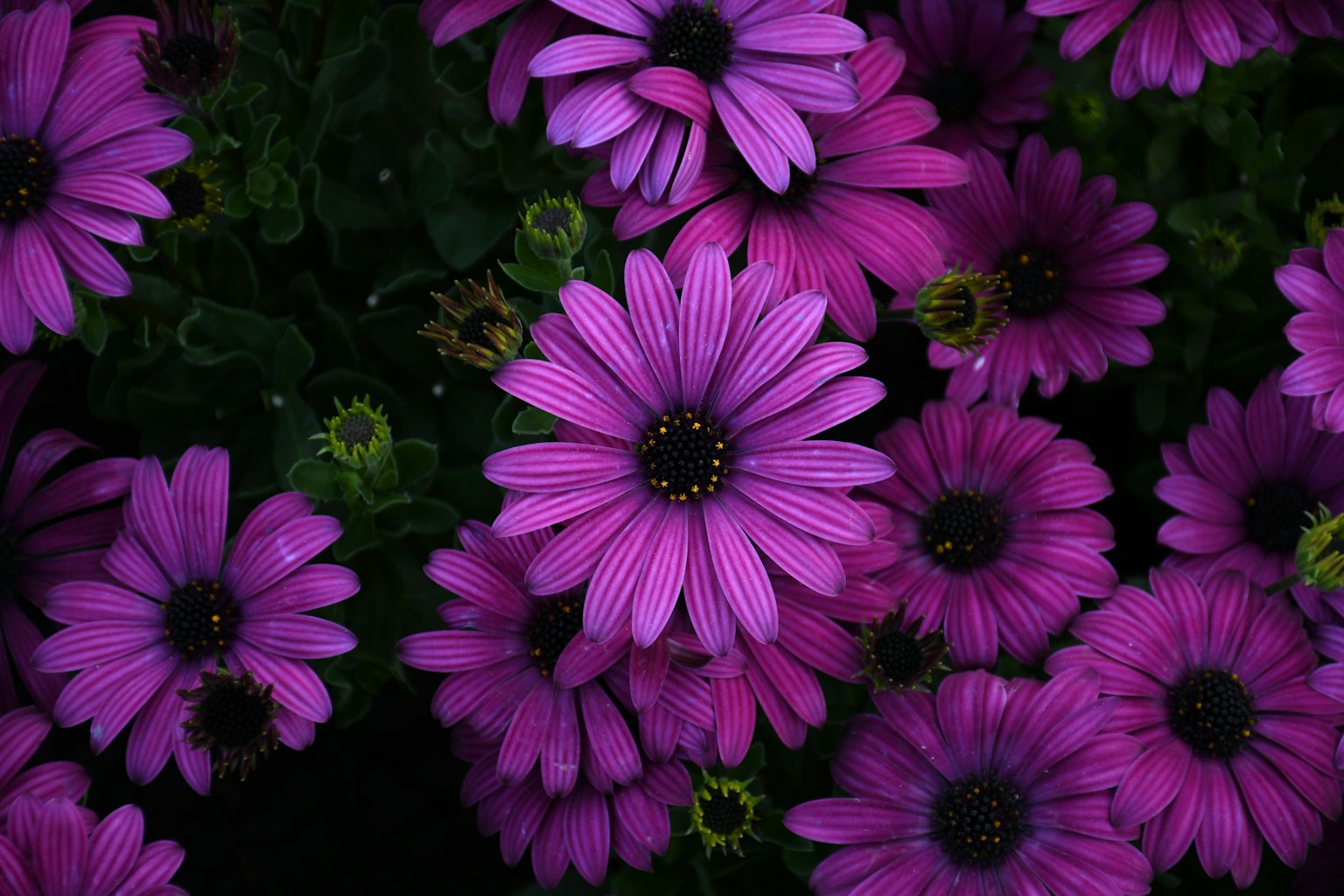 Un vivace display di fiori viola in piena fioritura