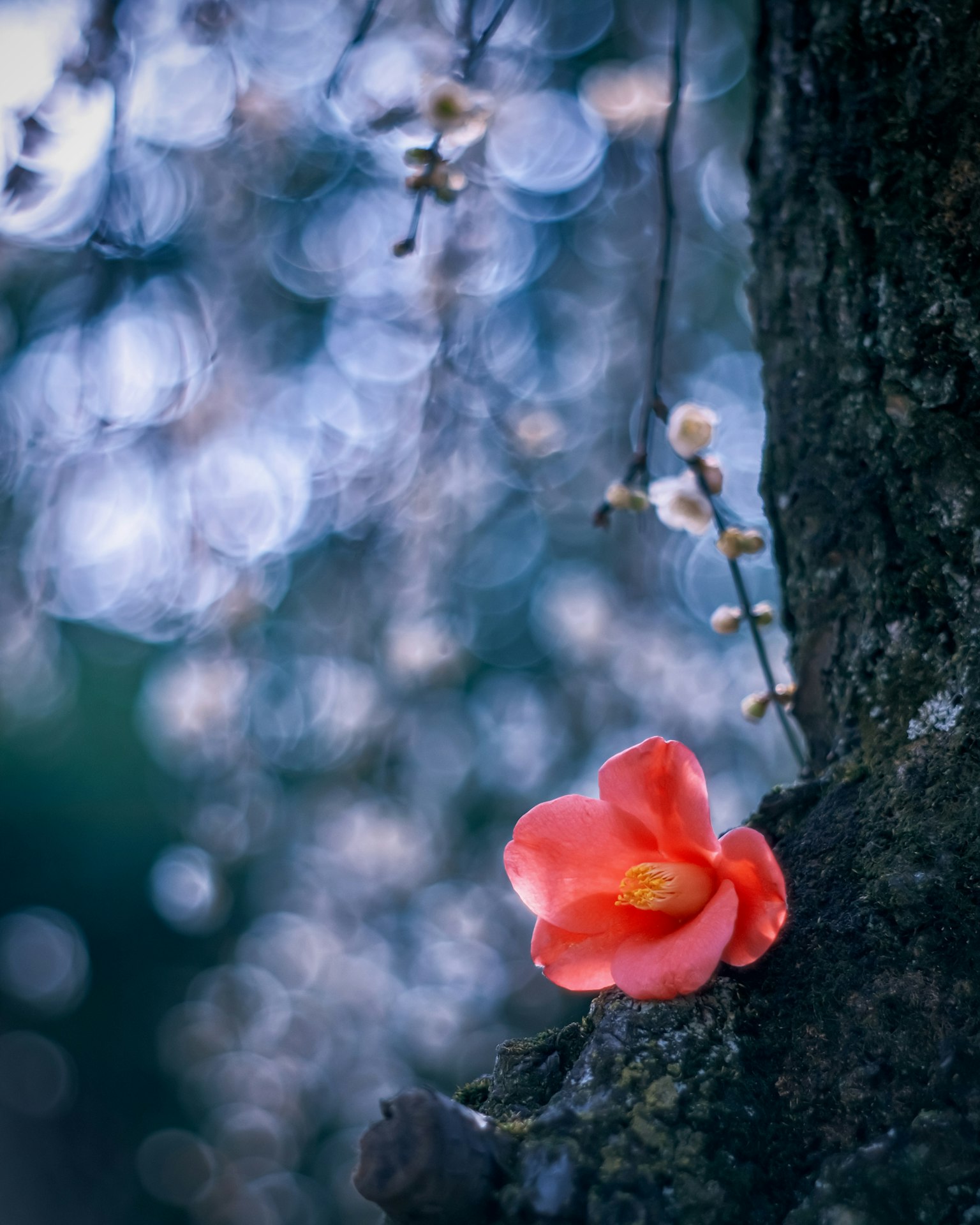 鲜艳的红花 resting 在树干上，背景模糊