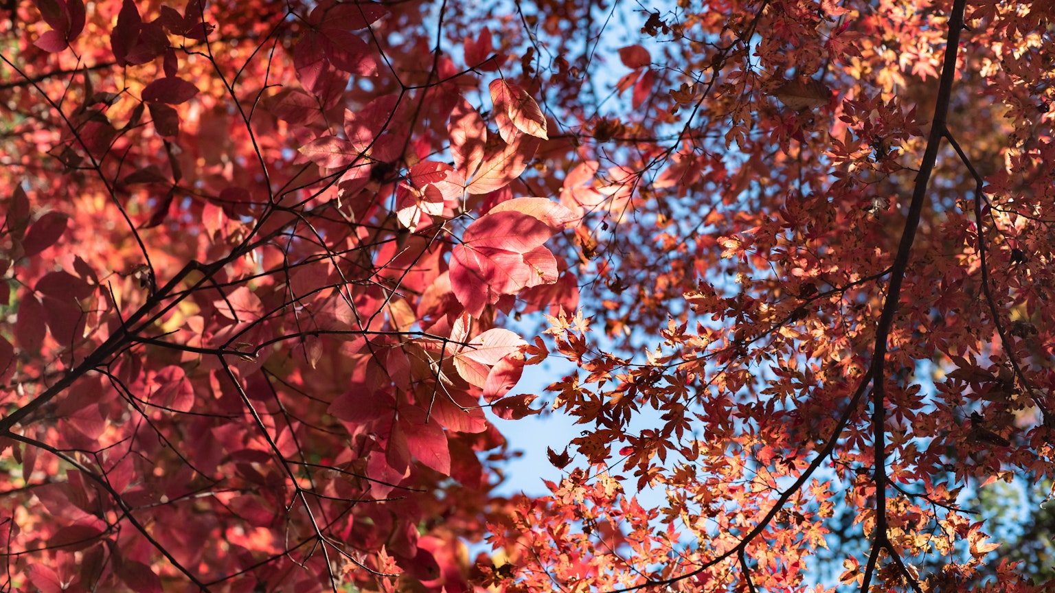 Herbstblätter in Rot- und Orangetönen vor blauem Himmel