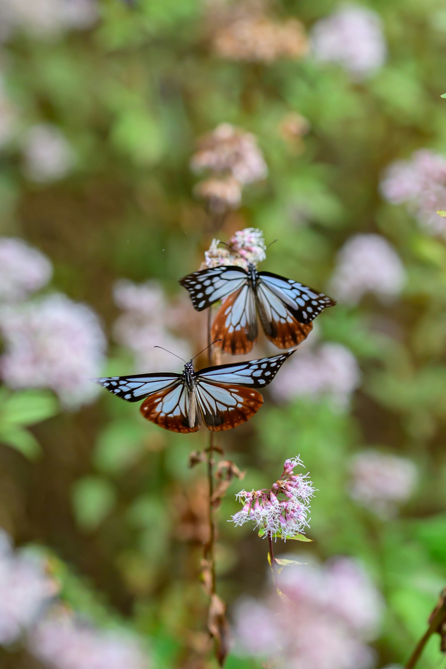 青い蝶が花の上で舞っている美しい風景