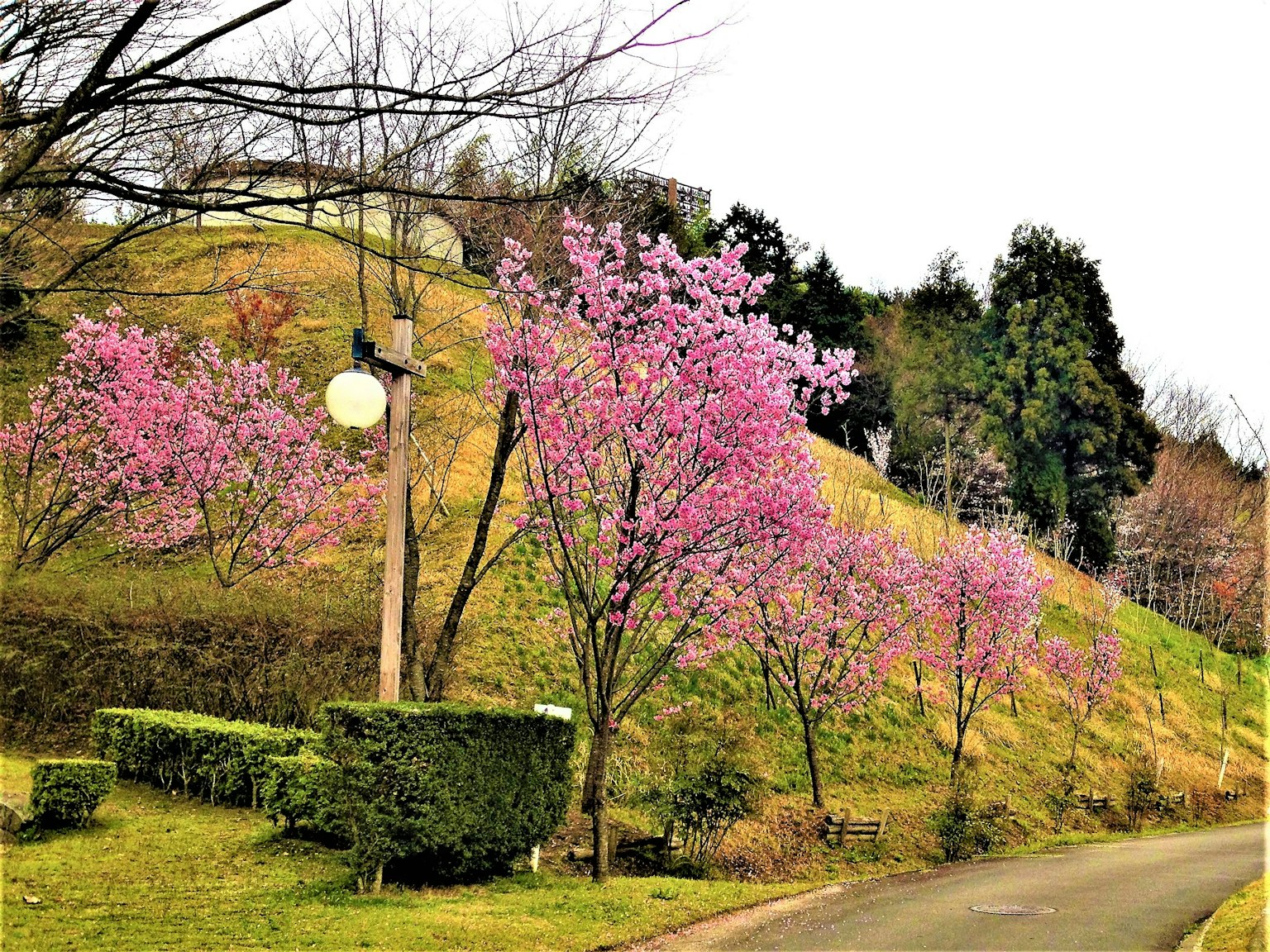 Malersicher Blick auf Kirschbaumblüten entlang eines Hügels