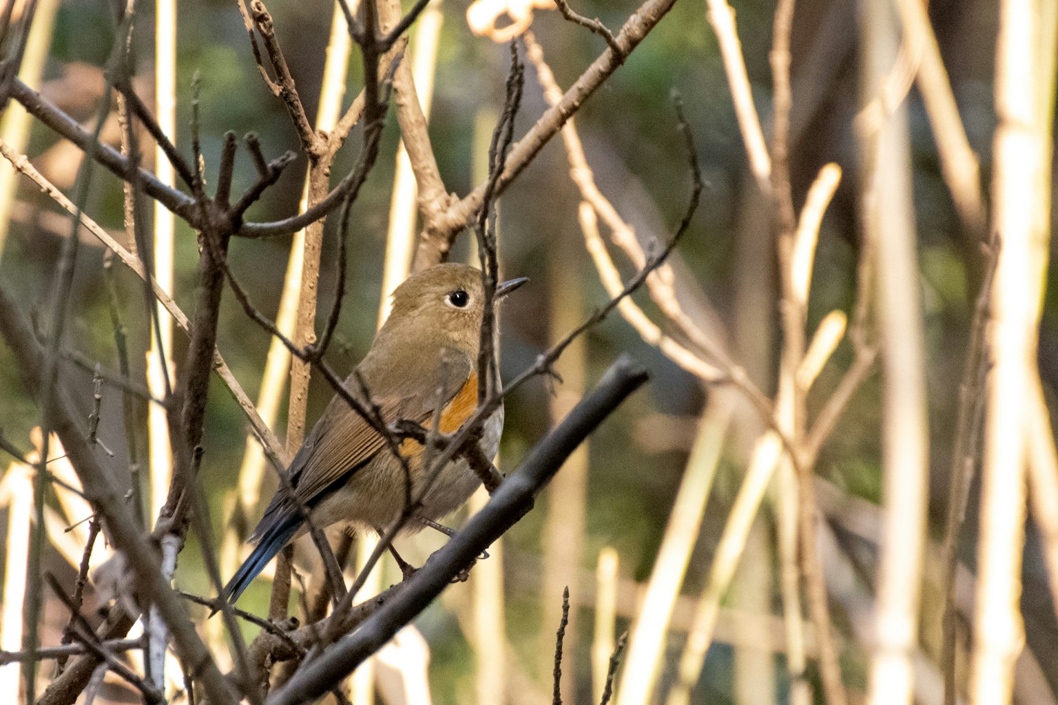 Nahaufnahme eines kleinen Vogels, der auf dünnen Ästen sitzt Die Federn des Vogels sind braun und orange Heller Hintergrund in einer natürlichen Umgebung