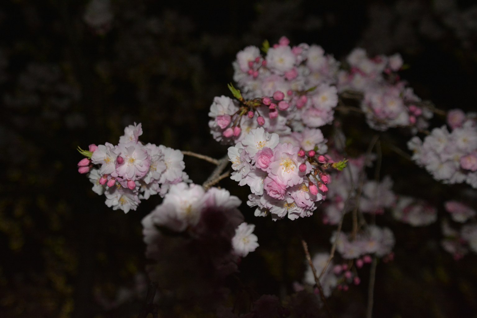夜間盛開的細膩粉色花朵