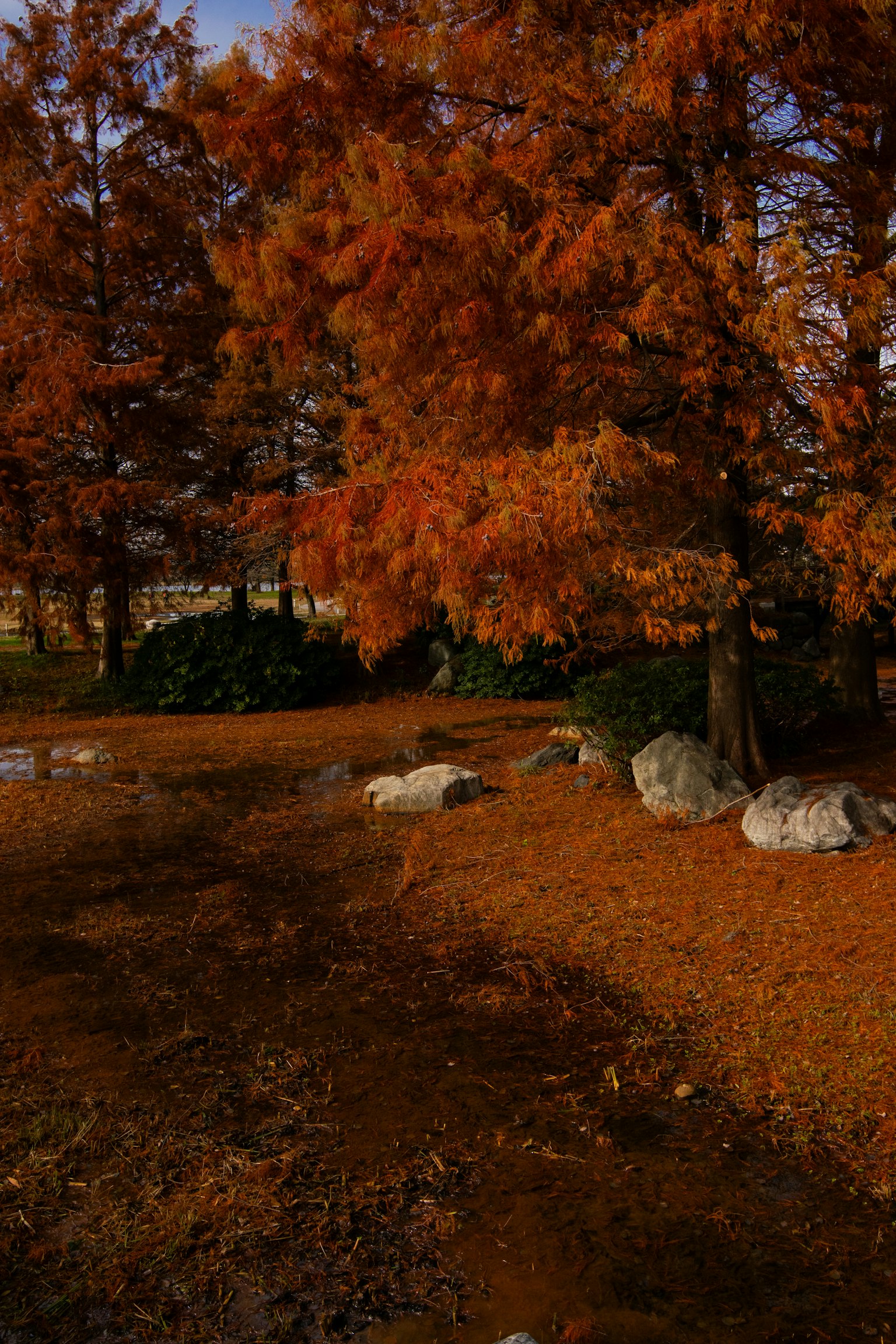 Herbstszene mit orangefarbenen Bäumen und gefallenen Blättern