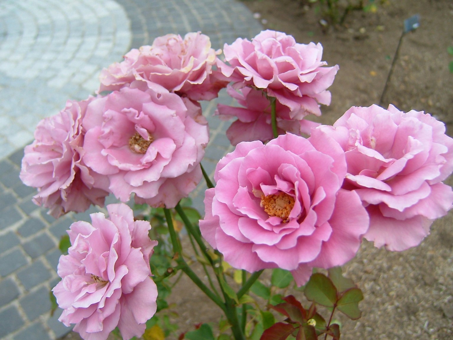 Close-up of blooming pink roses