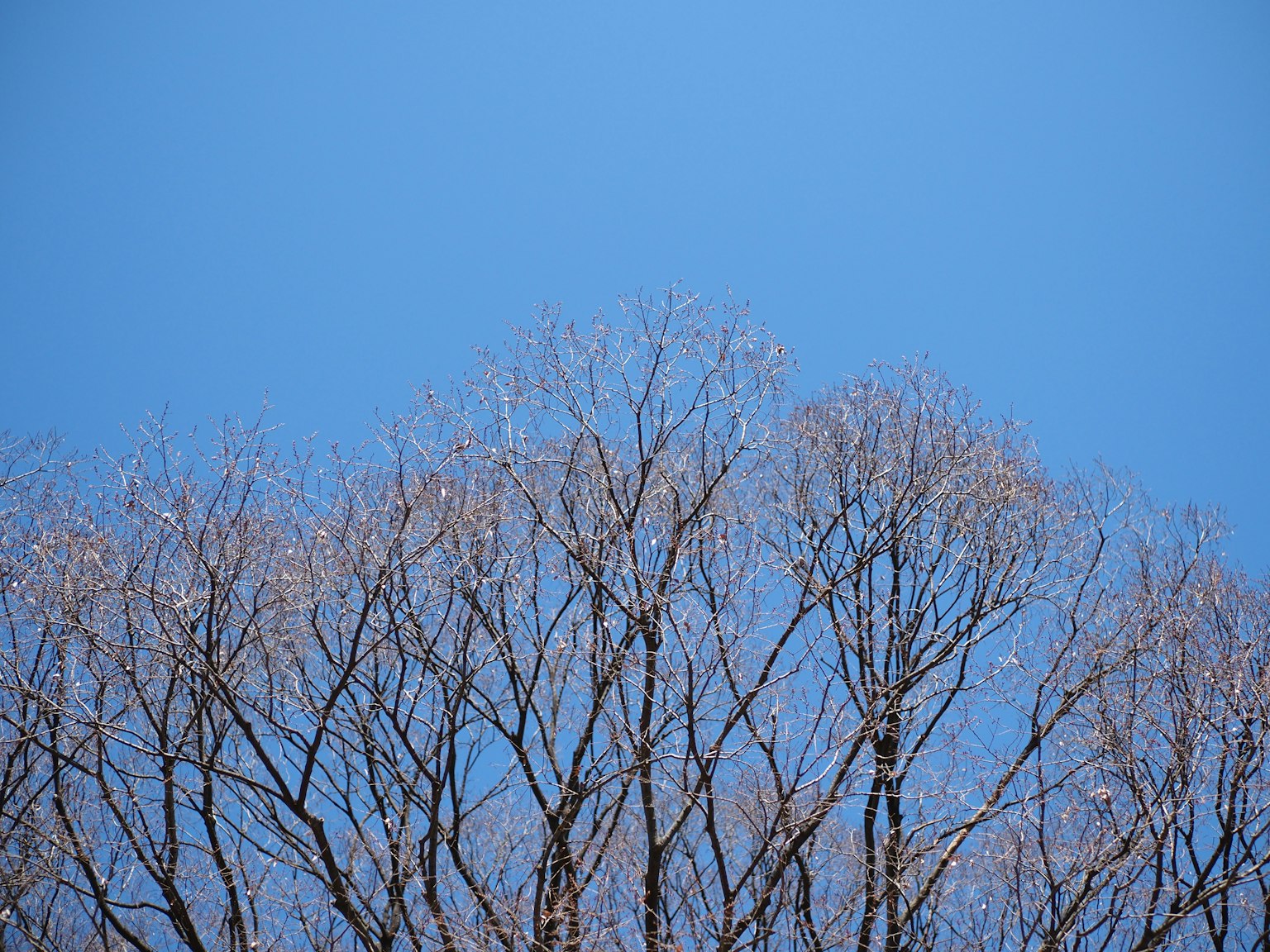 Äste eines Winterbaums vor einem klaren blauen Himmel