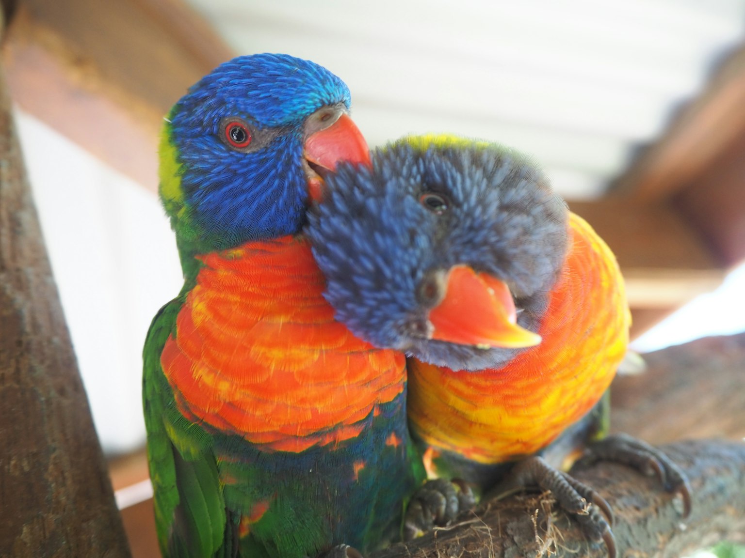 Zwei bunte Lorikeets kuscheln miteinander