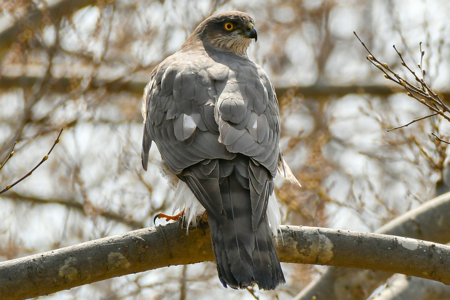 Grauer Greifvogel sitzt auf einem Baumzweig