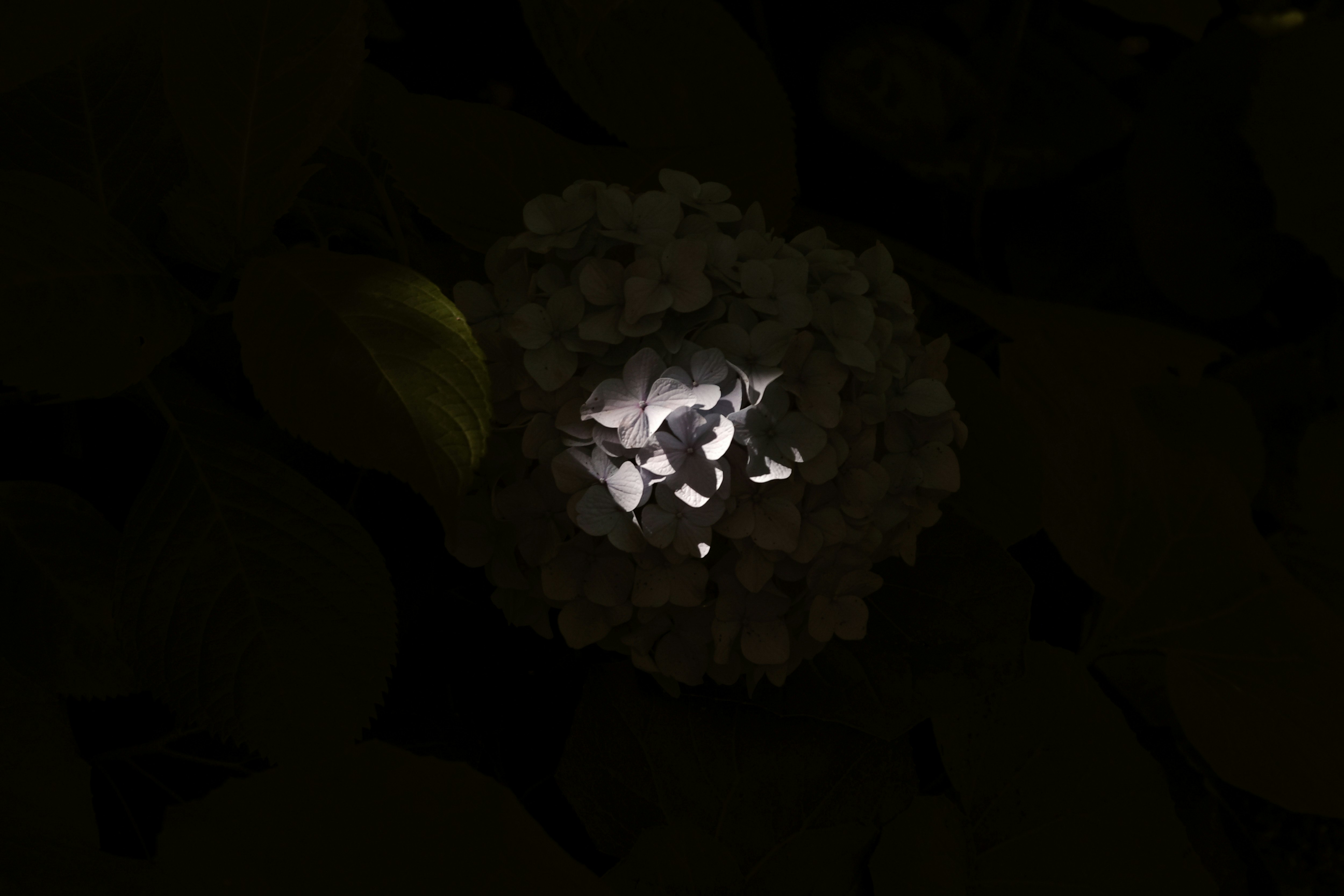 被一束光照亮的绣球花