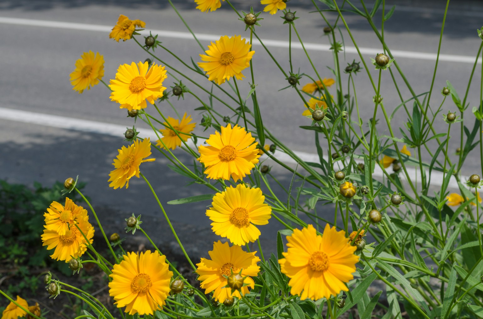 Helle gelbe Blumen blühen neben einer Straße