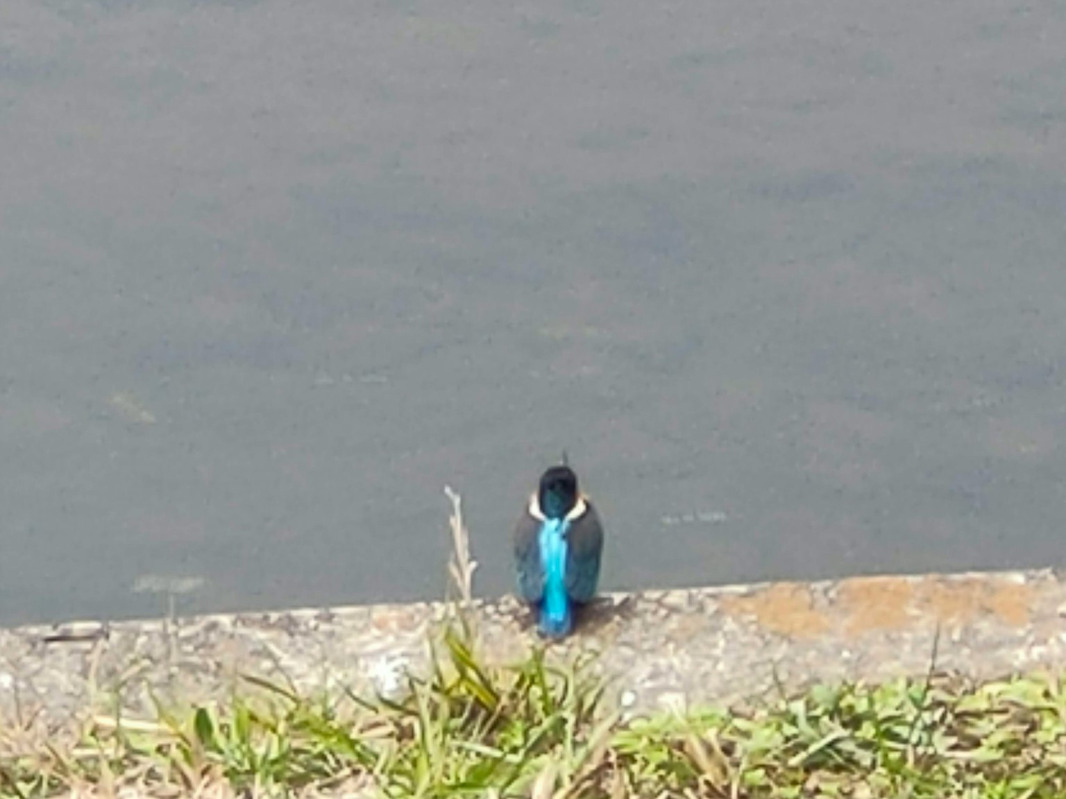 Seekor burung dengan bulu biru berdiri di tepi air