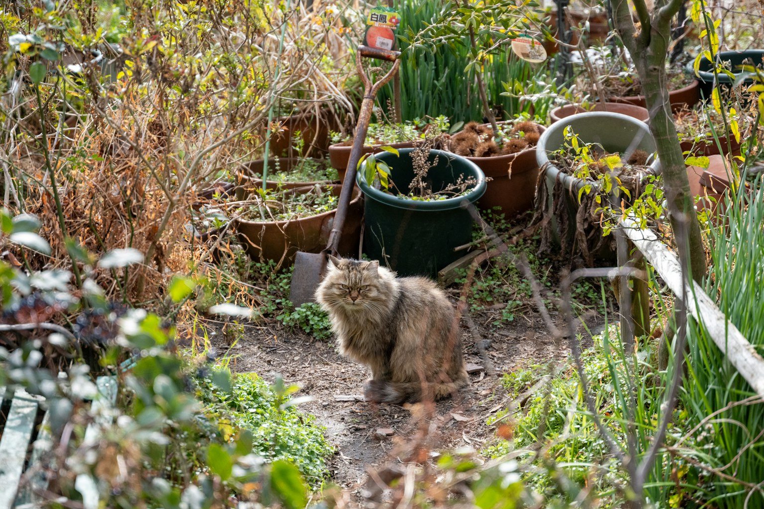 Eine Katze sitzt in einem Garten umgeben von Blumentöpfen und Grünpflanzen