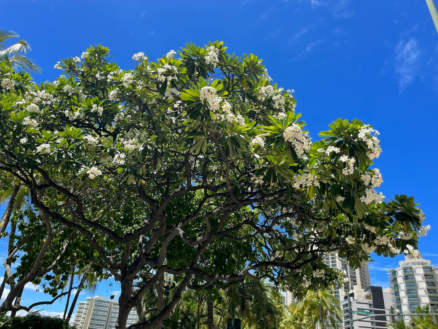 Tree with white flowers under a blue sky and buildings