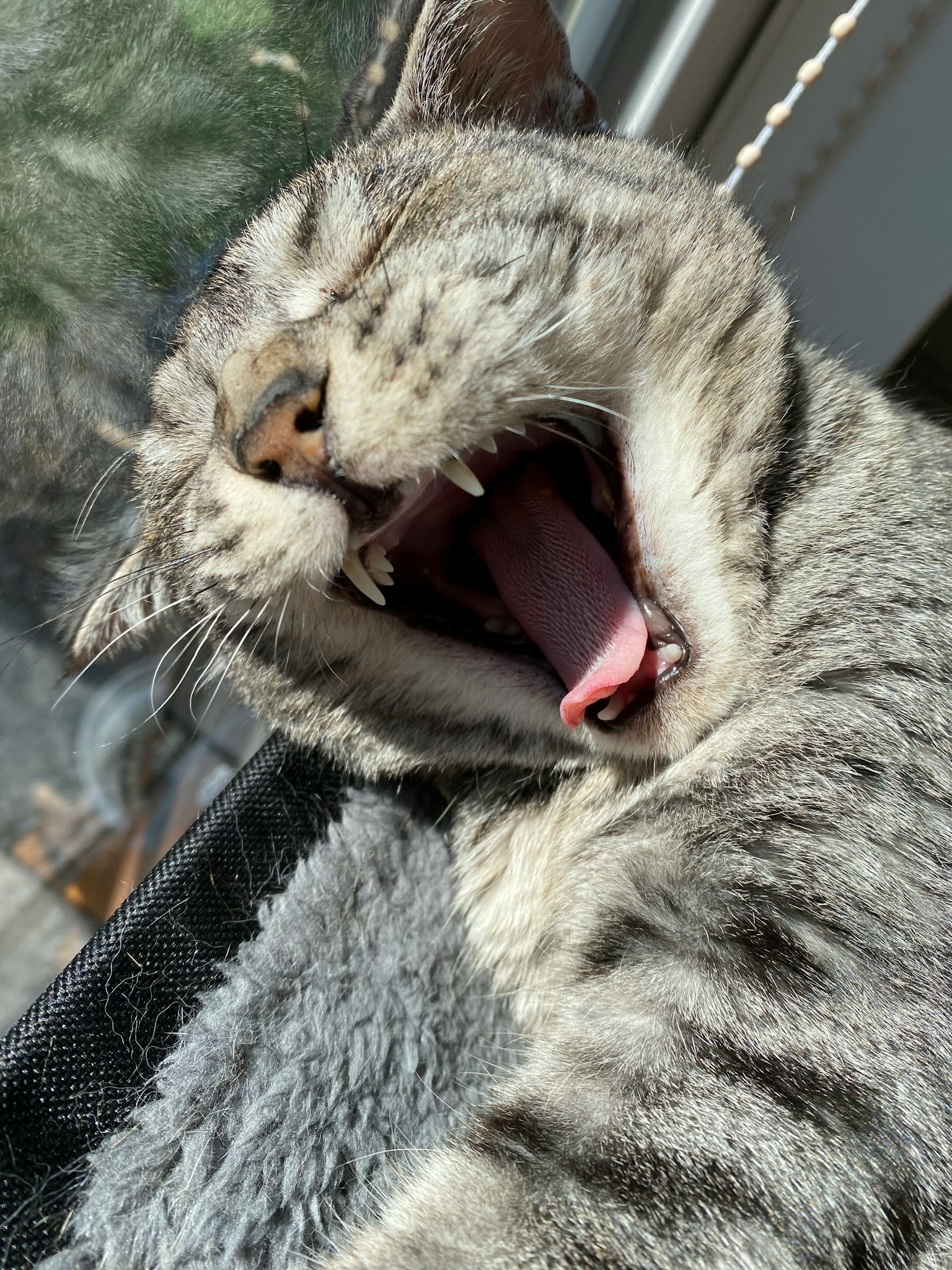 灰色猫咪打哈欠，阳光照耀着它的脸