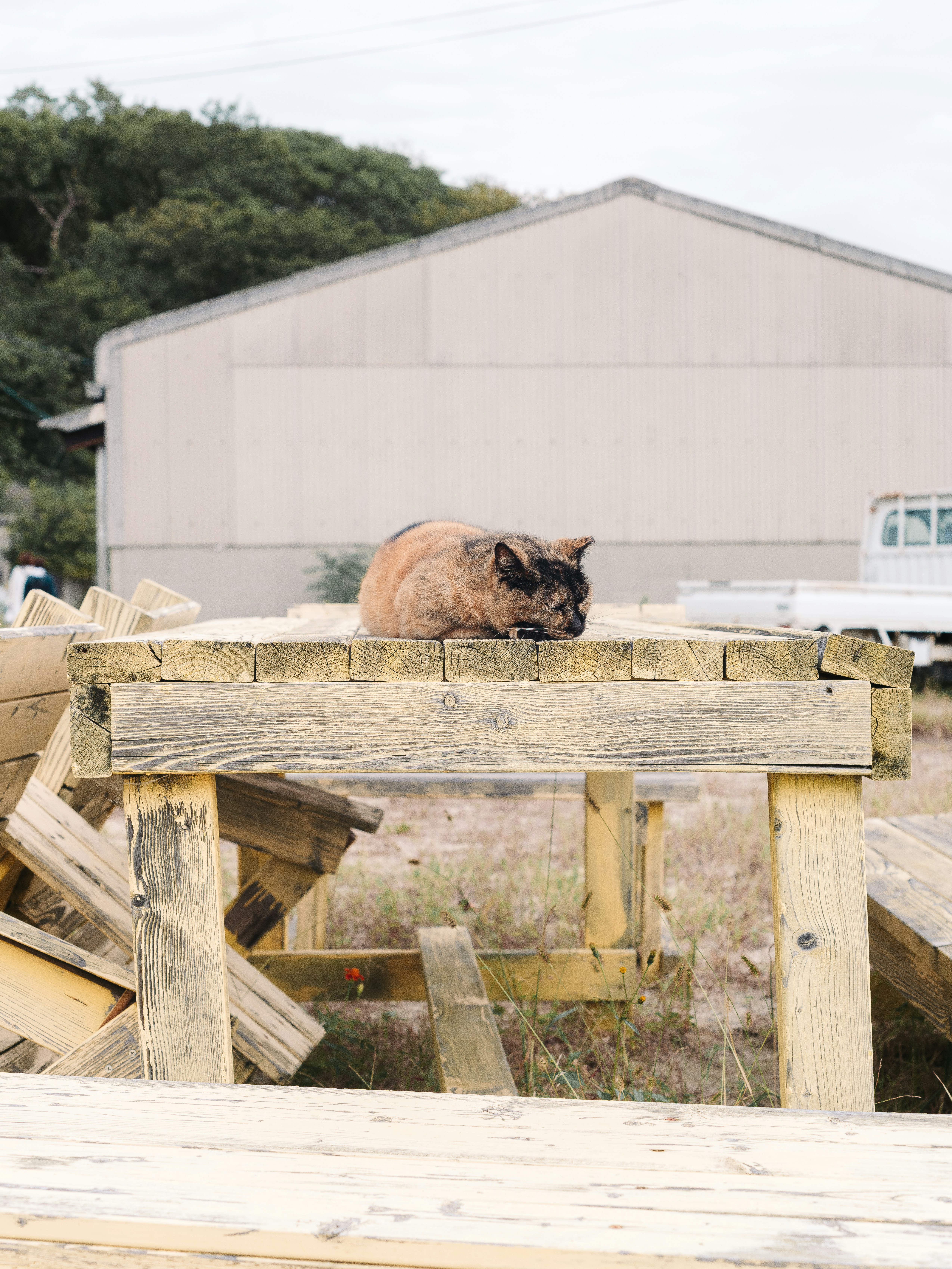 木製の囲いの上で丸くなる猫