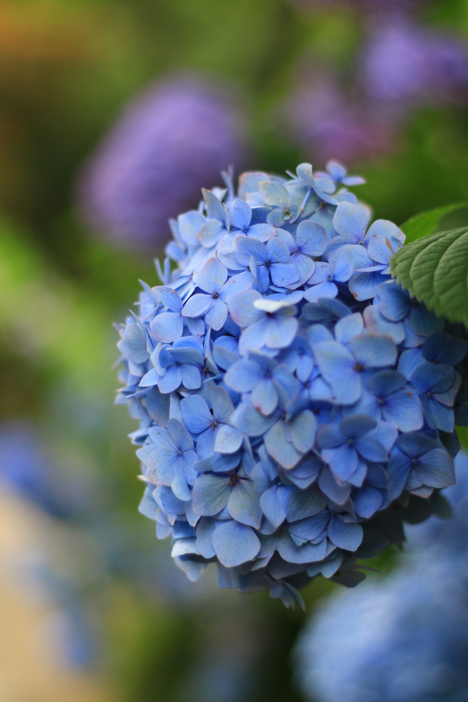 Sekelompok bunga hidrangea biru dikelilingi oleh daun hijau