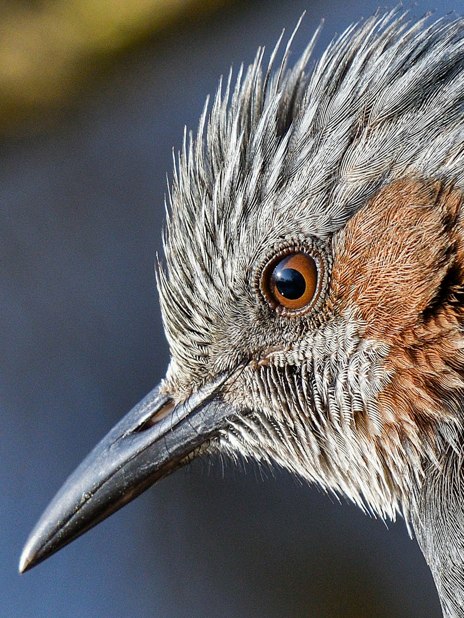 Imagen en primer plano de un pájaro que muestra su rostro distintivo con ojo marrón y plumas gris-naranjas