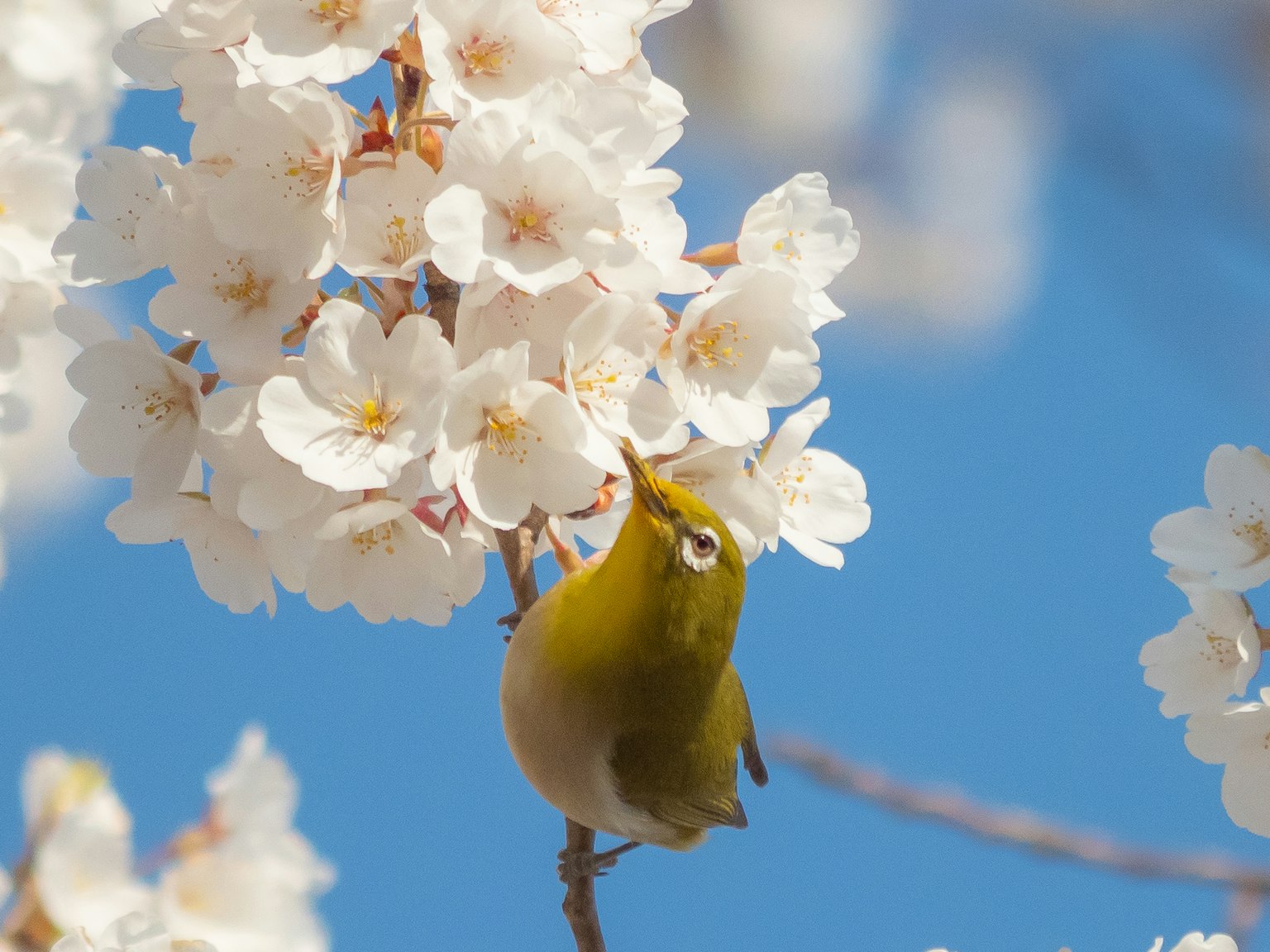 Small bird sipping nectar among white flowers
