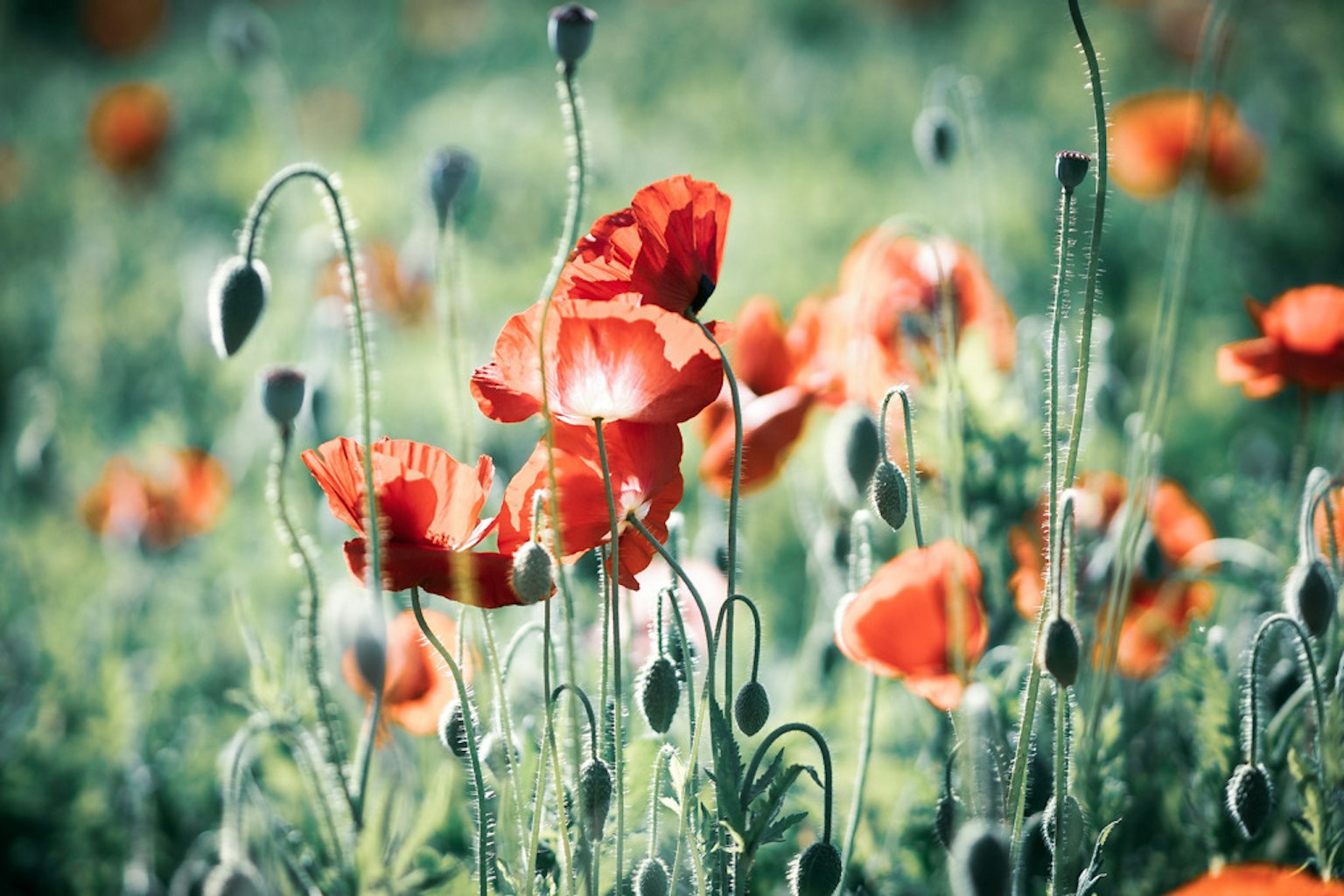 赤いポピーの花が咲いている風景 緑の背景に鮮やかな色合い