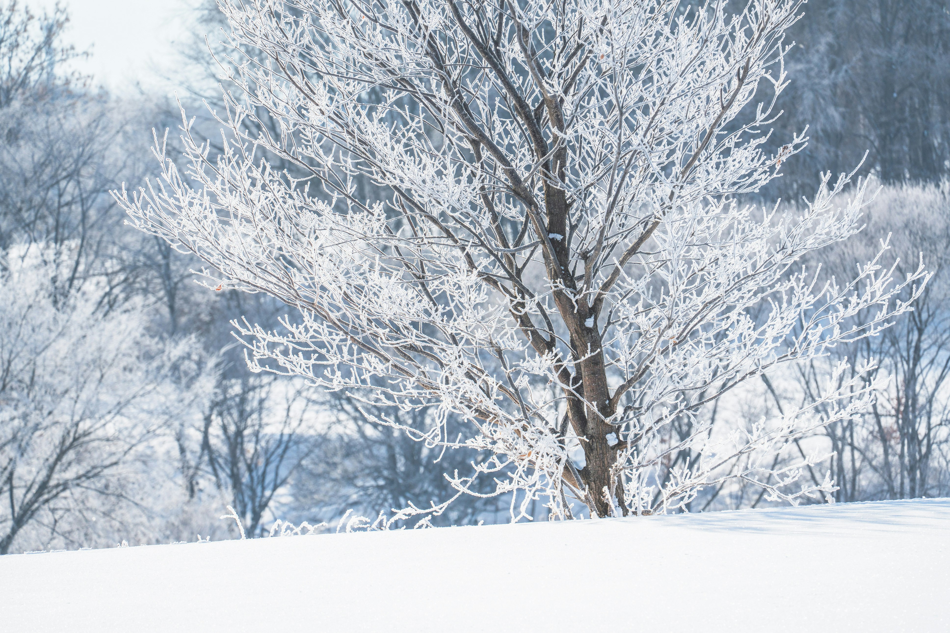 霧氷のついた木々と白い雪景色
