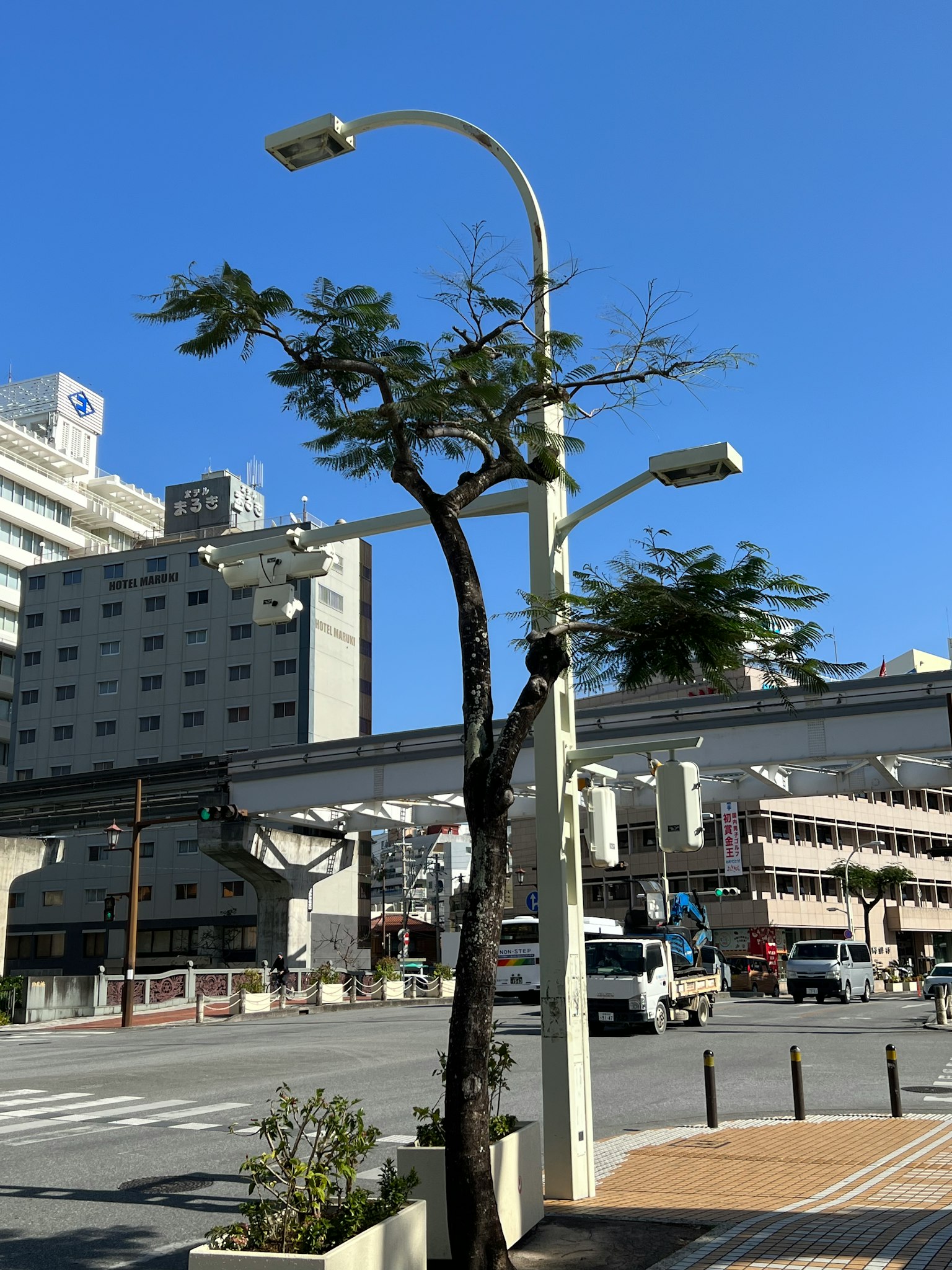 城市景观，街树和路灯，蓝天和建筑物背景