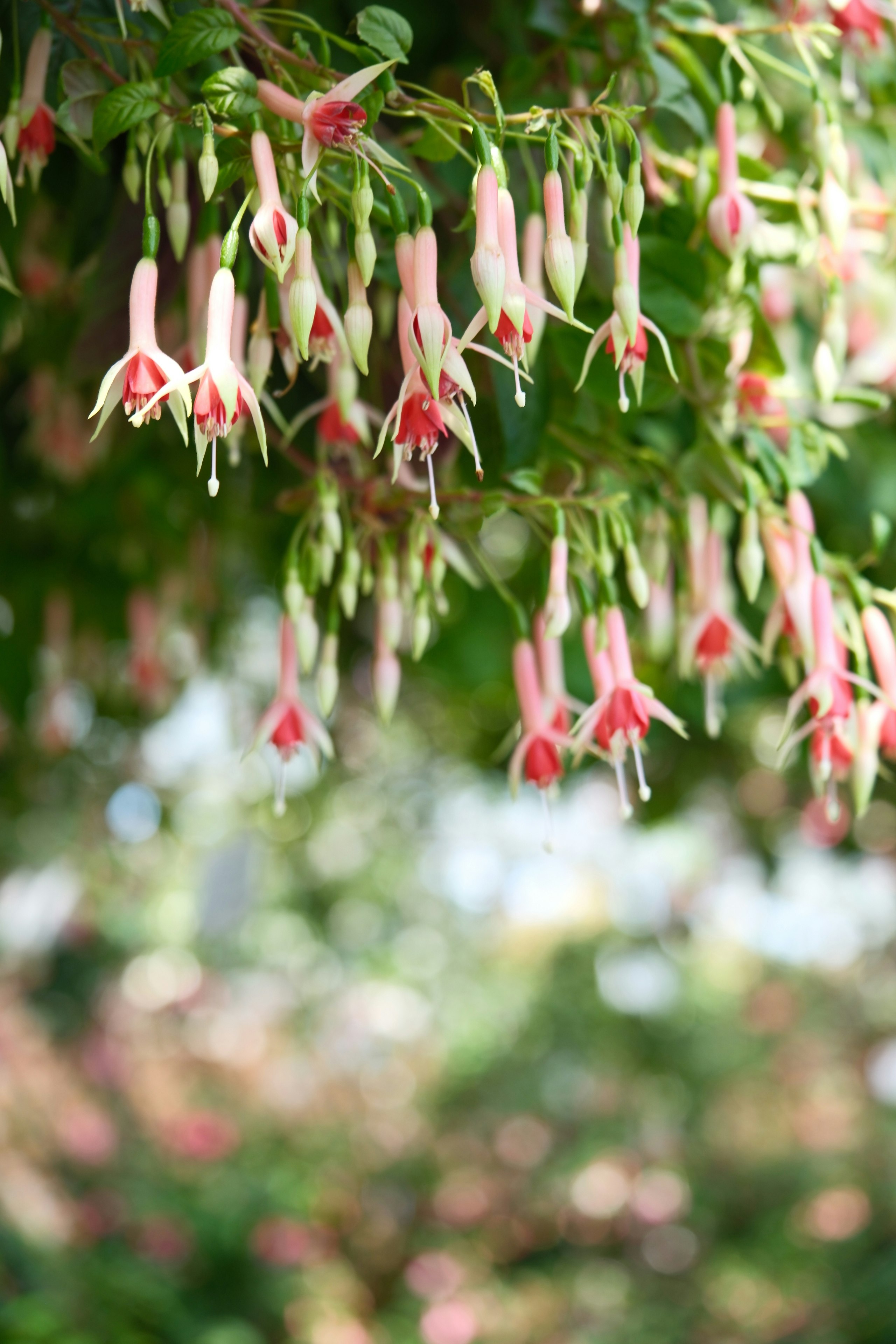広島市植物公園のフクシアの花が垂れる花壇