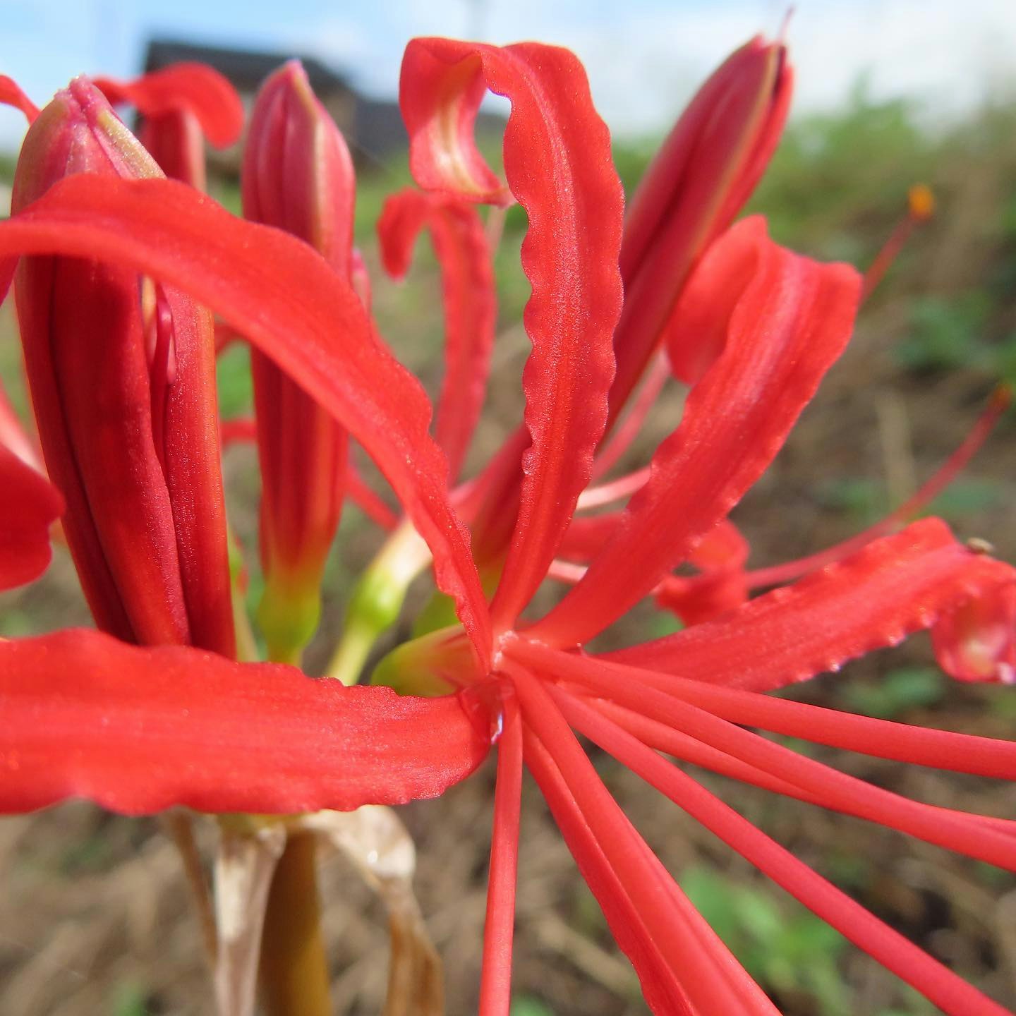 紅色辣椒特寫，花園背景虛化