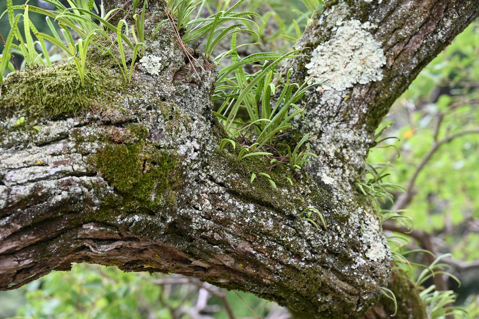 Gros plan de mousse et de lichen sur un tronc d'arbre